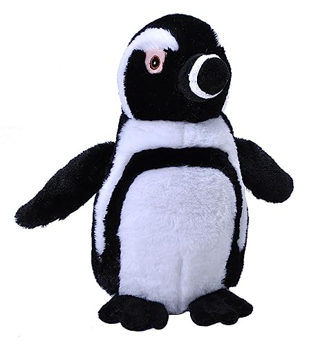 Black Footed Penguin