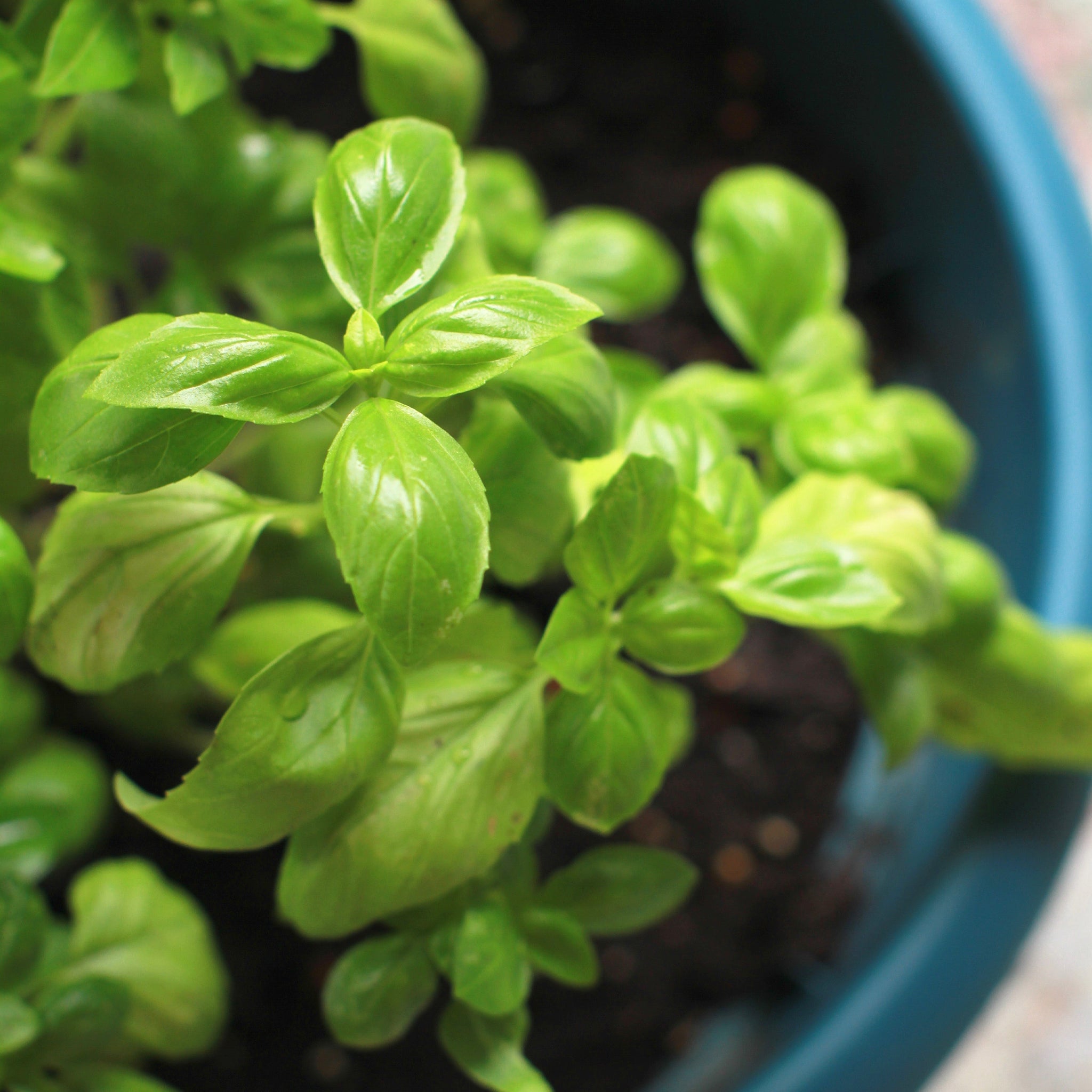 Pure Basil Essential Oil for Aromatherapy, Relaxation & Skin Care - 100% Natural Therapeutic Grade Oil for Diffusers, Massage & DIY Beauty