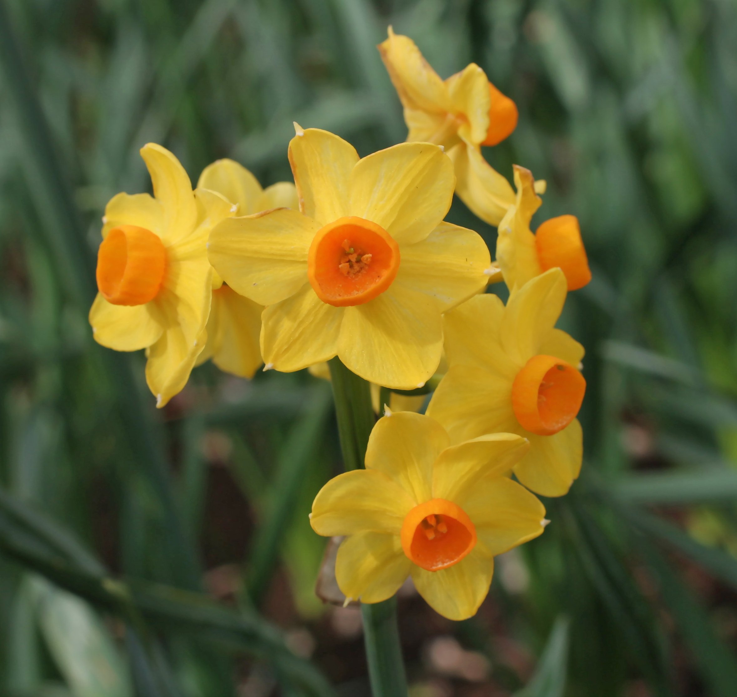 20 Grand Soleil D'or Narcissus Bulbs - Premium Indoor Flowering Bulbs for Holiday Forcing | Fresh, Healthy Daffodil Bulbs for Christmas Decor & Spring Planting | Perfect for Home, Office & Gift Giving