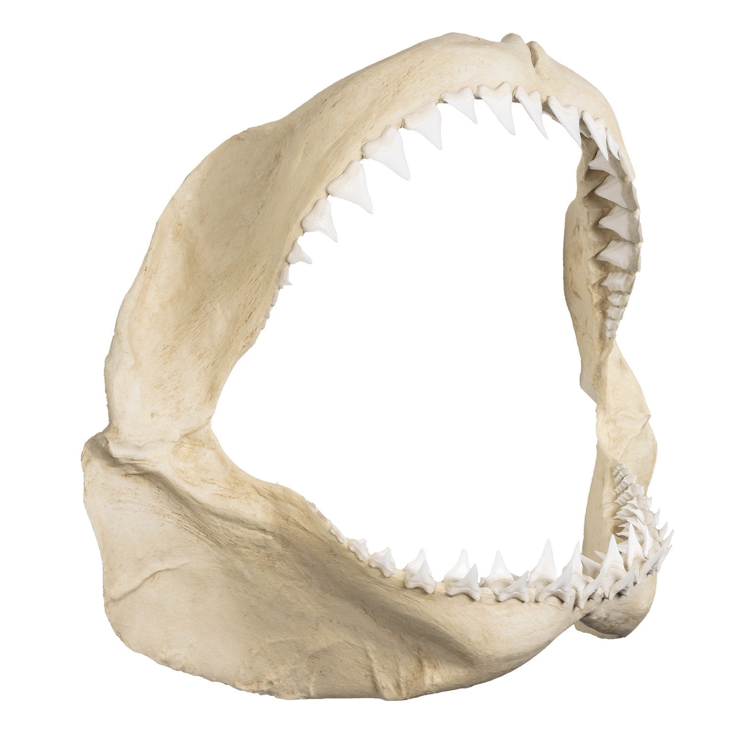 Authentic Replica Great White Shark Jaw - Lifelike Shark Teeth Display for Home Decor, Classroom Education & Marine Biology Enthusiasts
