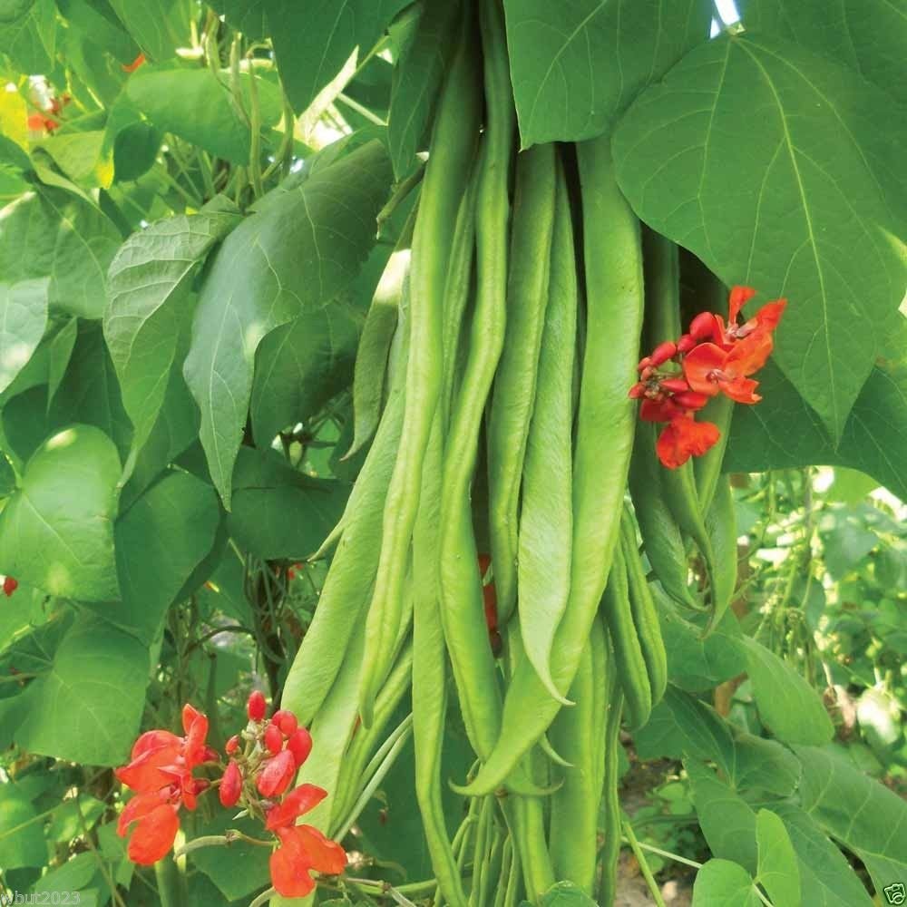 Organic Scarlet Emperor Runner Bean Seeds - Non-GMO British Heirloom Variety, 50 Count | Perfect for Home Gardening, Vertical Trellis Planting & Sustainable Farming