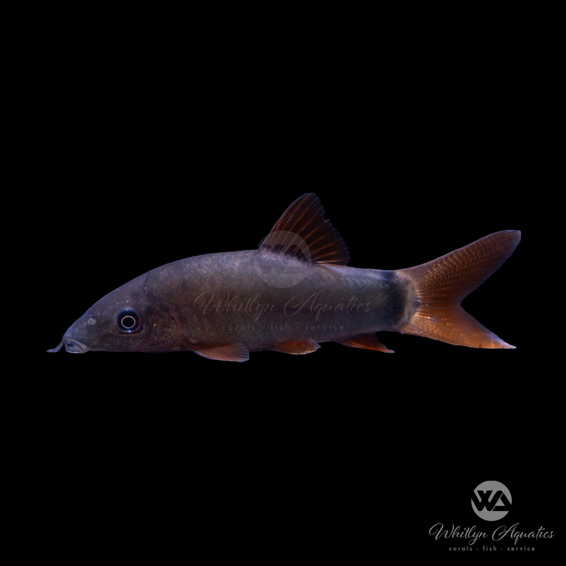 Premium Red Tail Loach (Botia modesta) - Live Freshwater Aquarium Fish for Tropical Tanks | Perfect for Community Aquariums & Planted Tanks