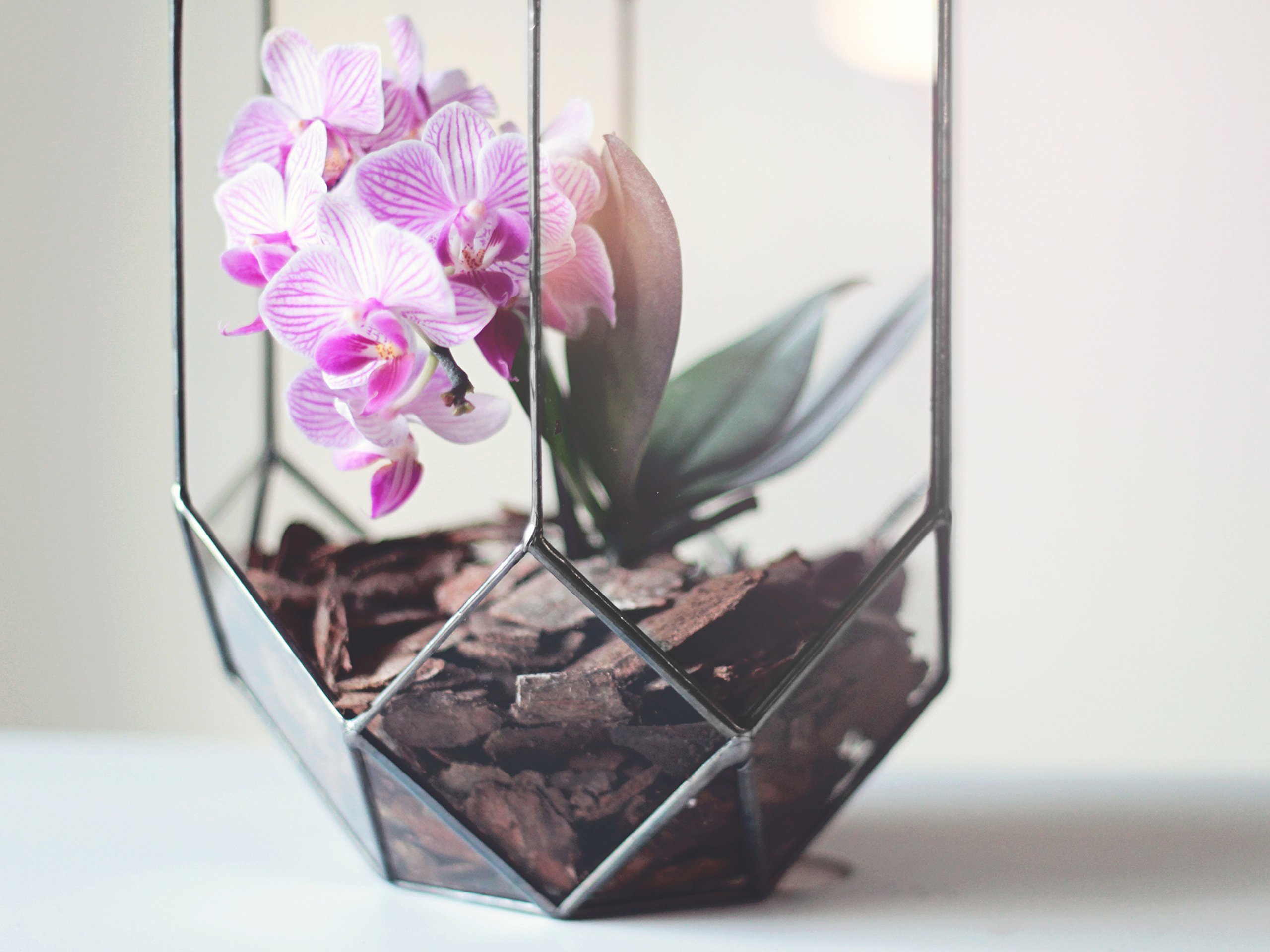 Modern Geometric Glass Orchid Planter - Large Terrarium Container for Home Decor, Wedding Table Centerpiece, Housewarming & Anniversary Gift (Copper, Silver, Black) | Perfect for Indoor Plants, Succulents & Floral Arrangements