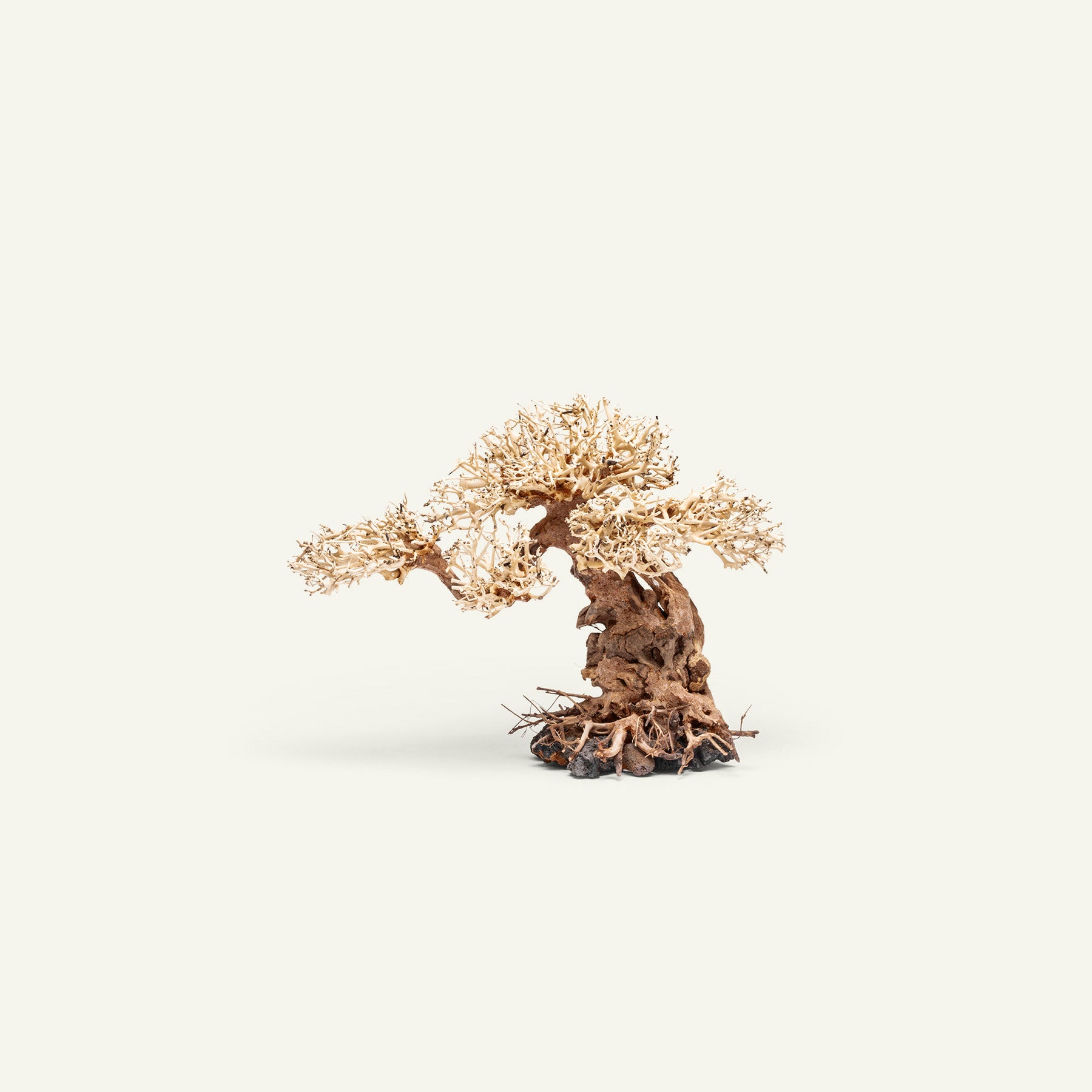 Premium Uns Bonsai 012 - Miniature Bonsai Tree for Home & Office Decor, Zen Garden, Gift Idea