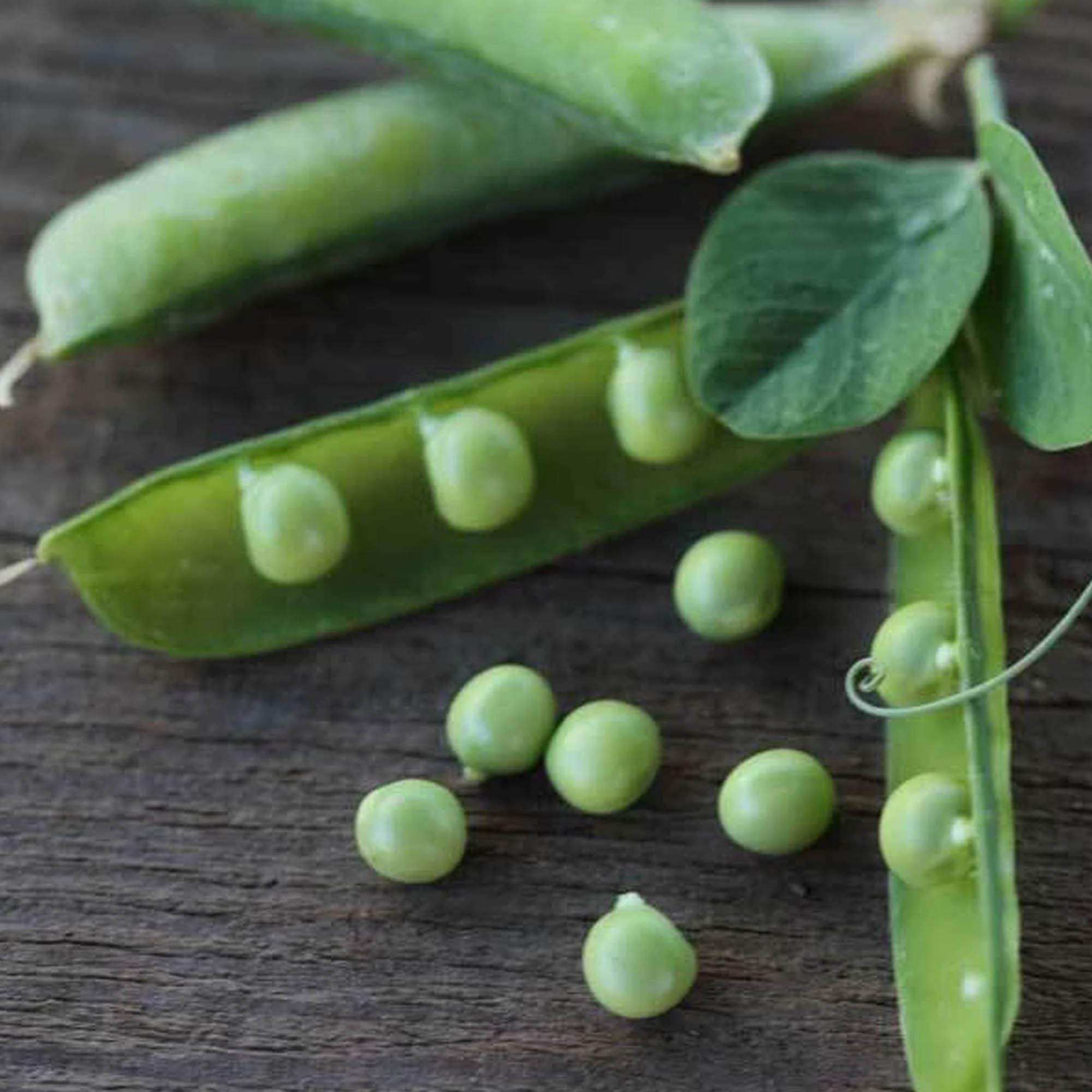Alaska Pea Seeds - 1/2 OZ ~50 Seeds - Heirloom Non-GMO Vegetable Gardening Seeds for Home Garden, Organic Shelling Peas - Perfect for Fresh Eating, Canning, and Healthy Snacks
