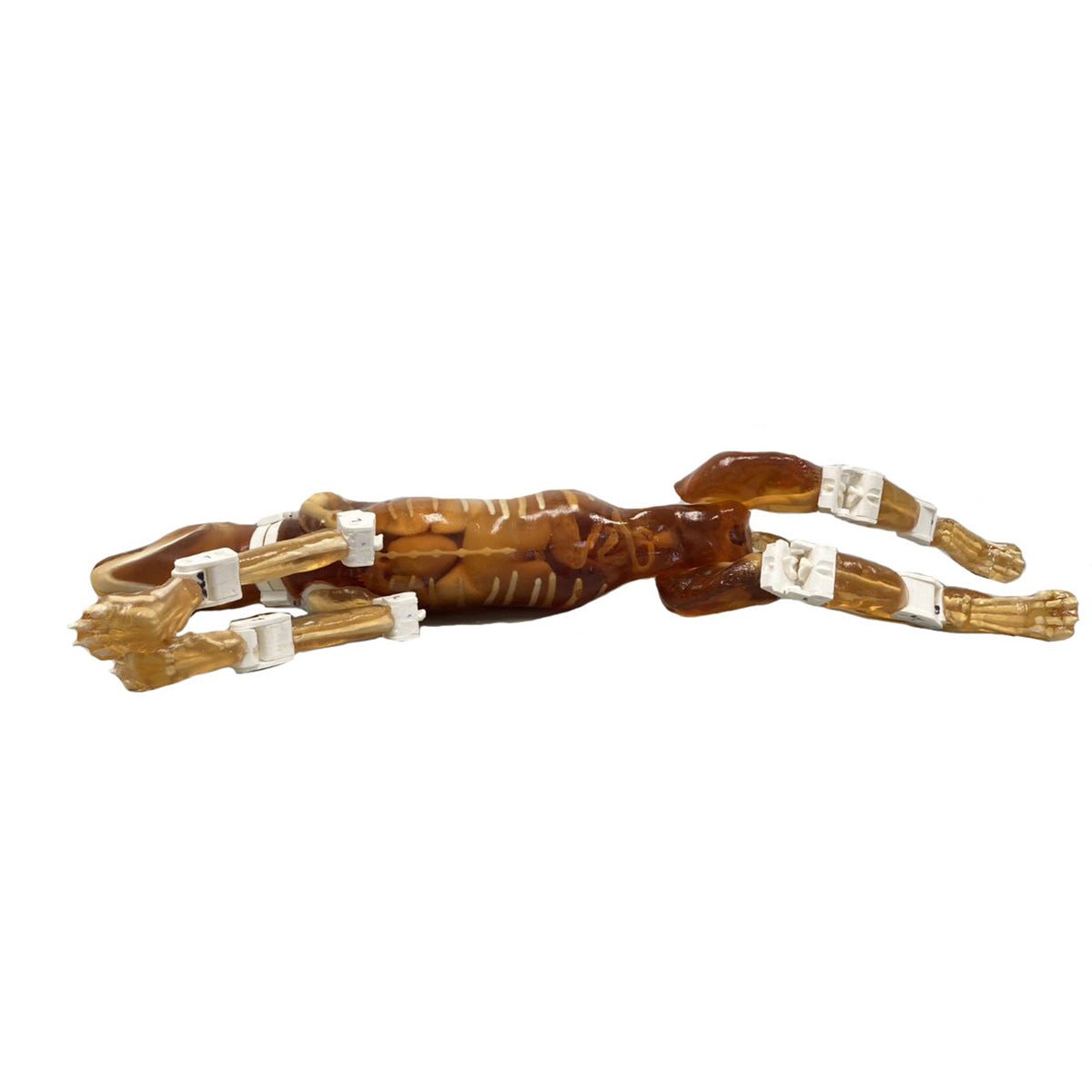 Female Dog Phantom for X-Ray, CT & MRI Imaging - High-Quality Veterinary Training & Diagnostic Tool for Accurate Scans