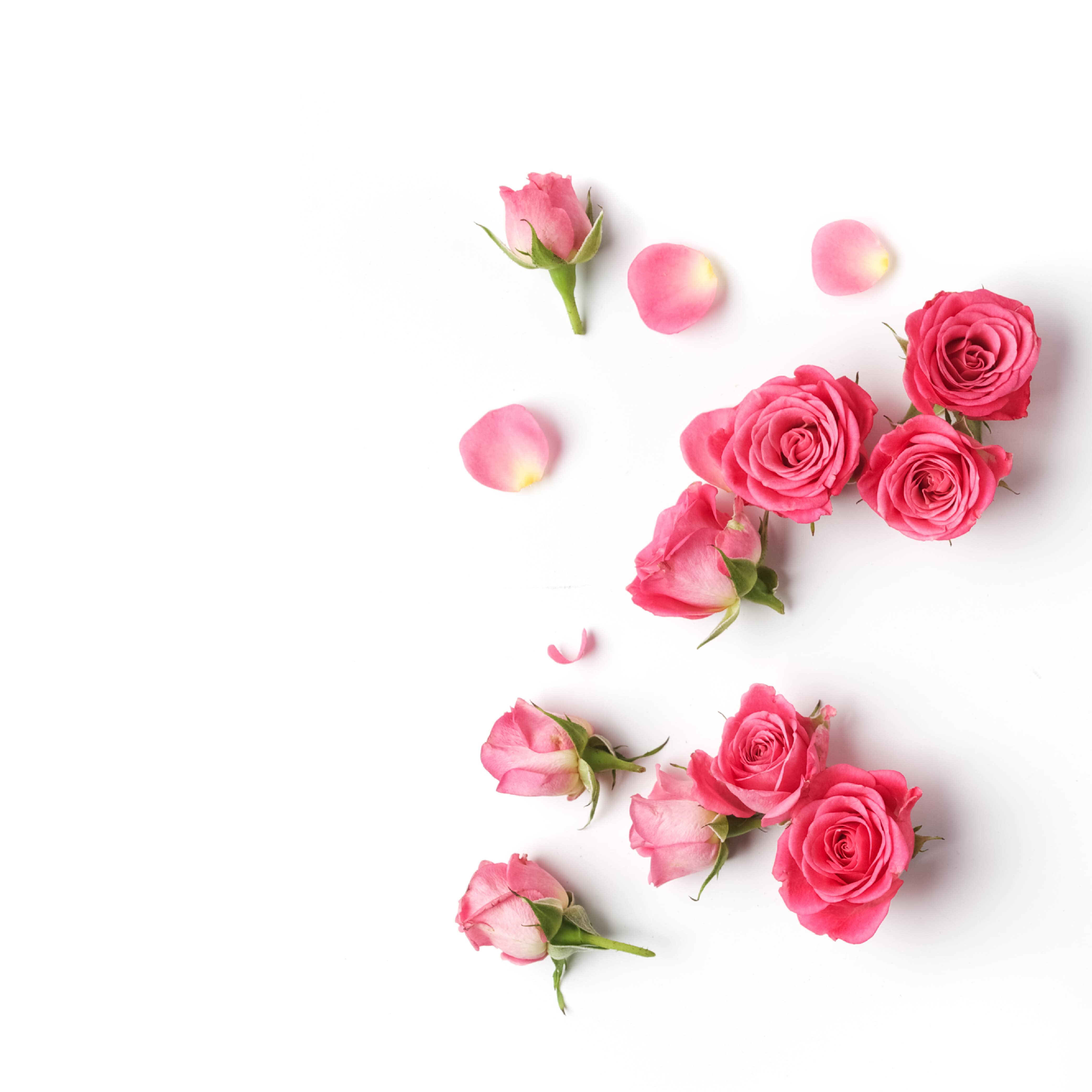 NO. 33 Fragrance Oil for Cold Air Diffusers - Fresh Cut Roses Scent | Aromatherapy Essential Oil for Home, Office & Spa Relaxation