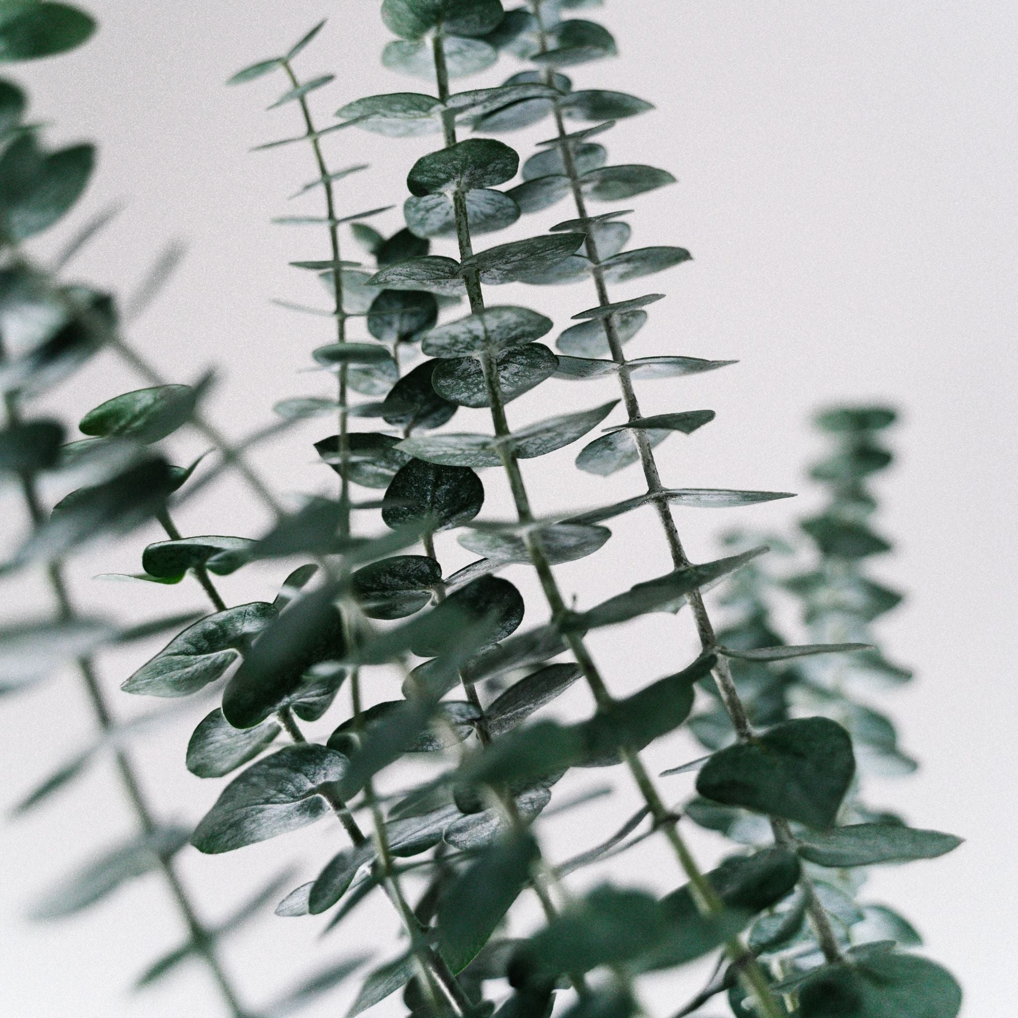 Pure Eucalyptus Essential Oil - 100% Natural Therapeutic Grade for Aromatherapy, Diffusers & Massage - Relieves Stress & Congestion - Perfect for Home Spa, Yoga & Meditation
