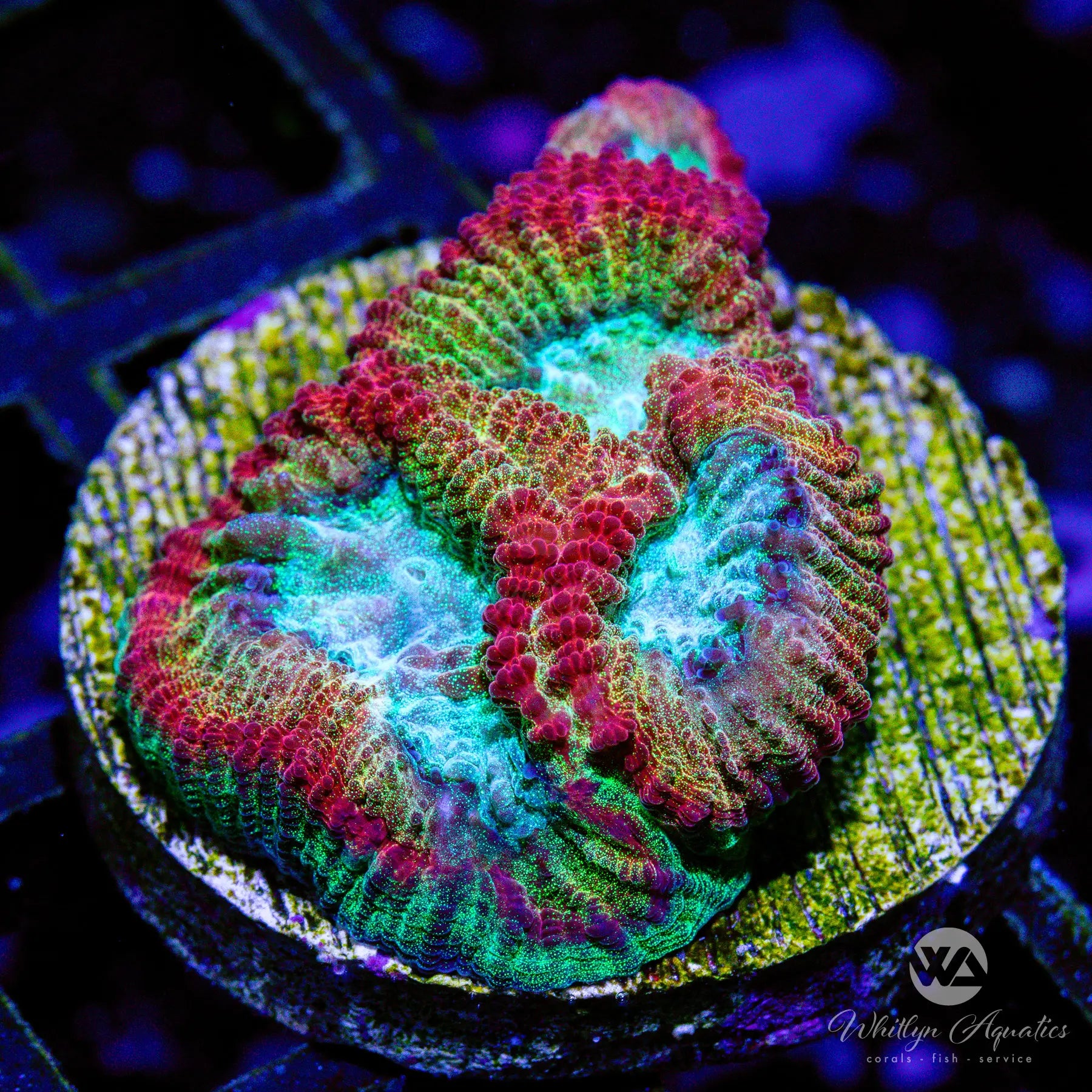 Rainbow Brite Favia Coral - C27 WYSIWYG Live Coral for Saltwater Aquariums | Perfect for Reef Tanks & Marine Displays