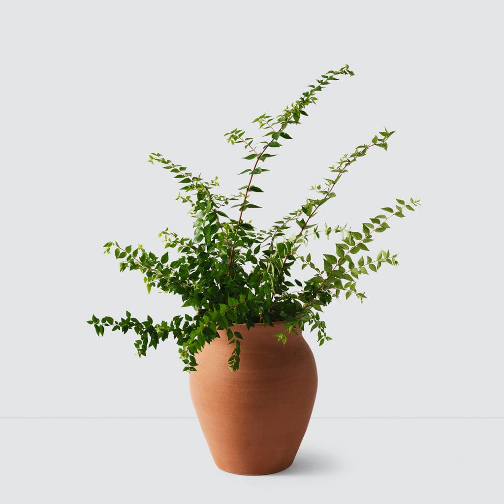 Lafayette Planter - Modern Decorative Flower Pot for Indoor & Outdoor Plants | Perfect for Home, Garden, Patio, and Office Decor