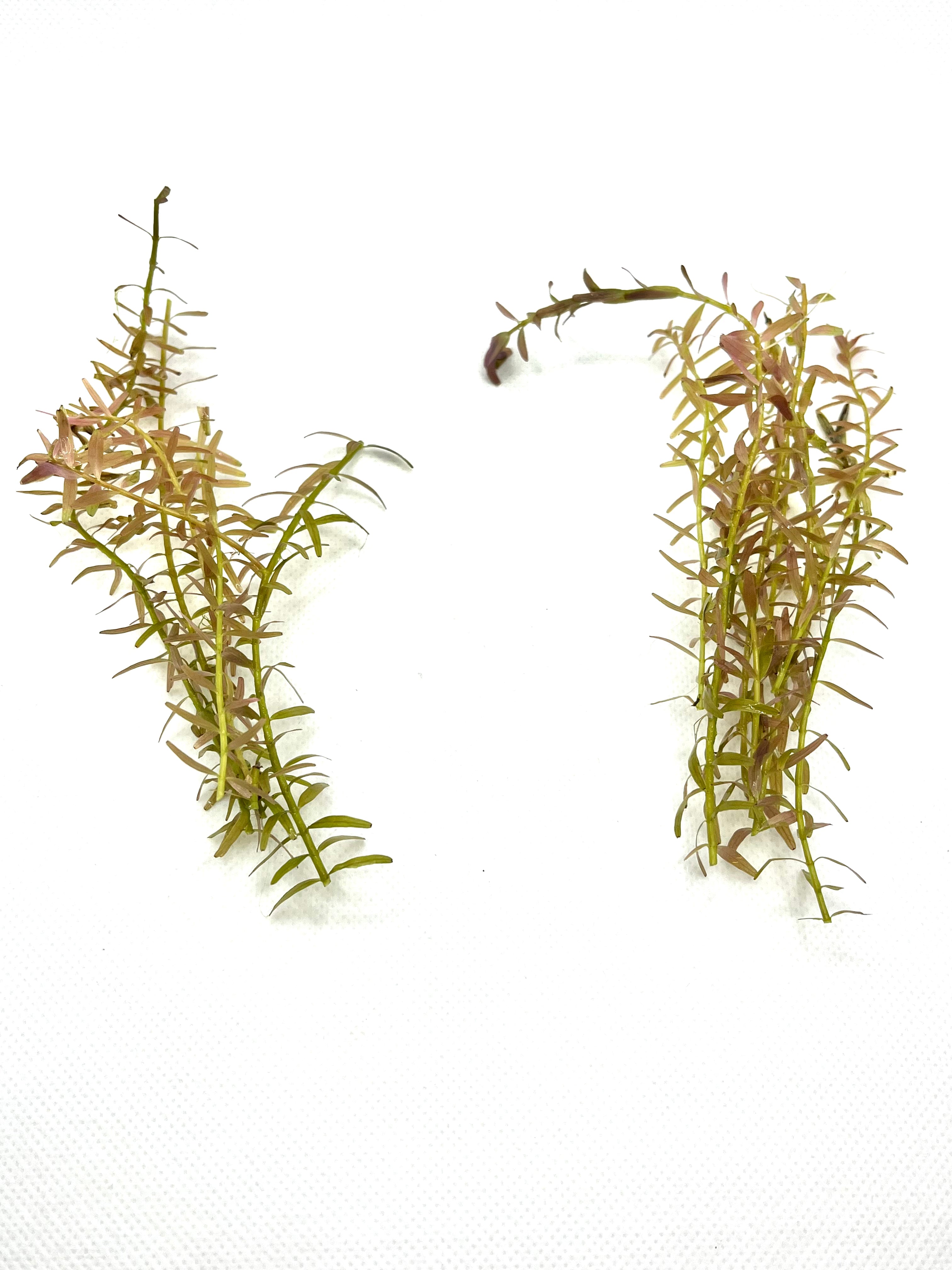 10 Live Rotala Stems Bundle - Vibrant Aquatic Plants for Freshwater Aquariums | Perfect for Fish Tanks, Aquascaping & Planted Aquariums