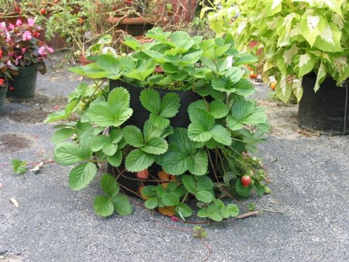 150-Gallon Smart Pot Fabric Grow Container - Aeration Plant Bag for Vegetables, Fruits & Flowers - Durable & Reusable Gardening Solution for Outdoor & Indoor Planting