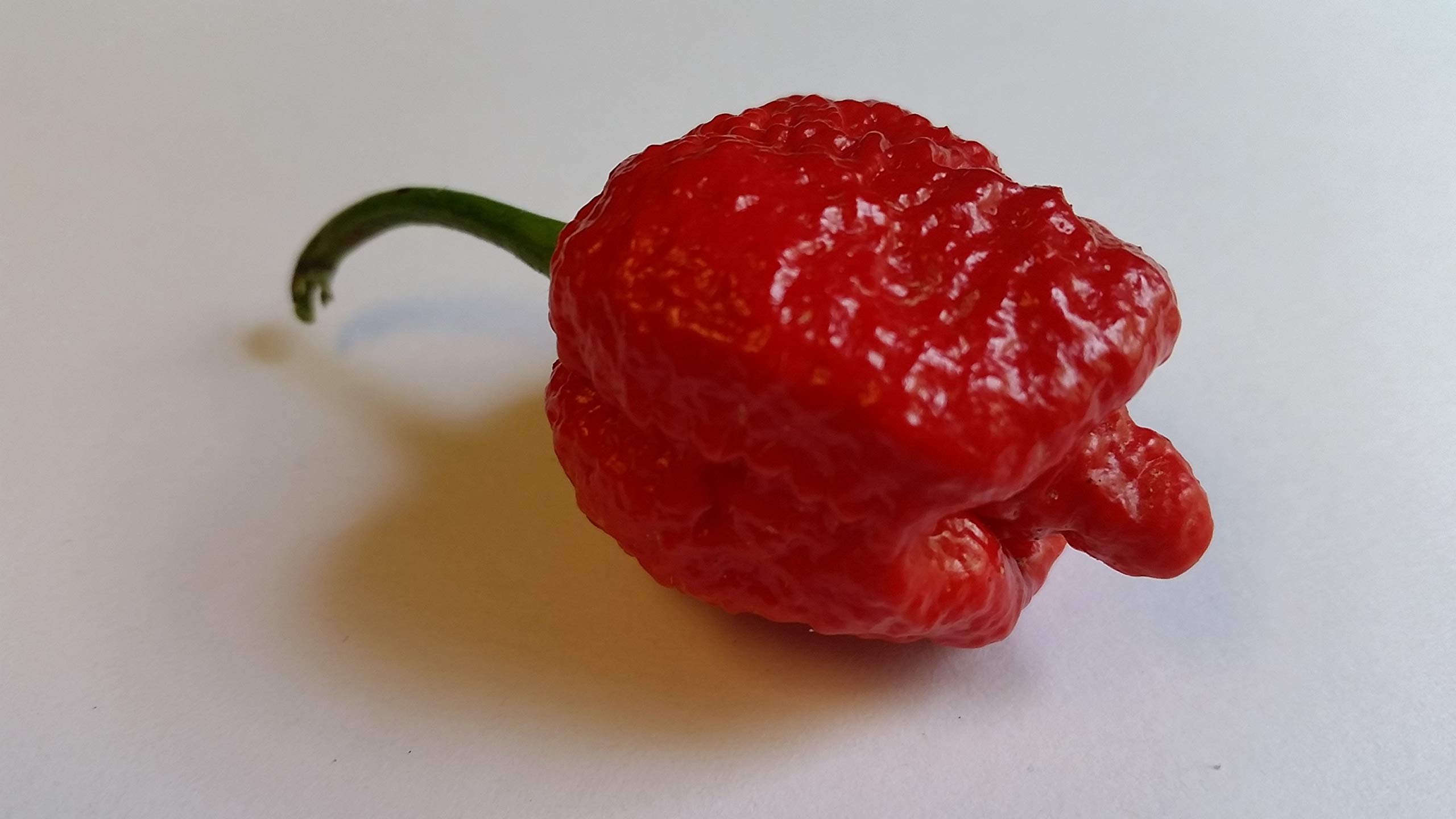 7 Pot Brain Strain Red Pepper Seeds - Super Hot Chili Seeds for Home Gardening, Cooking & Spicy Food Lovers