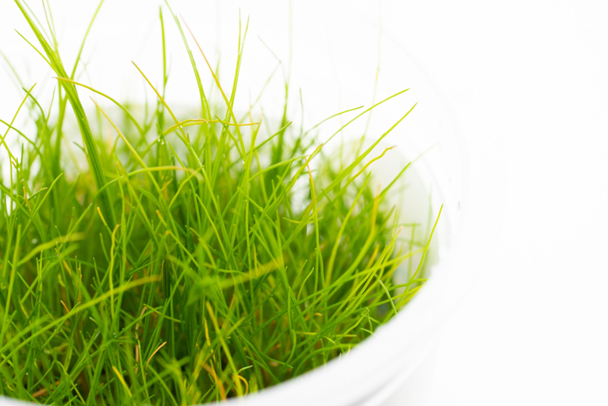 Eleocharis Pusilla (Dwarf Hairgrass) - Live Aquarium Plant for Freshwater Fish Tanks, Aquascaping & Planted Aquariums - Perfect Carpeting Plant for Beginners
