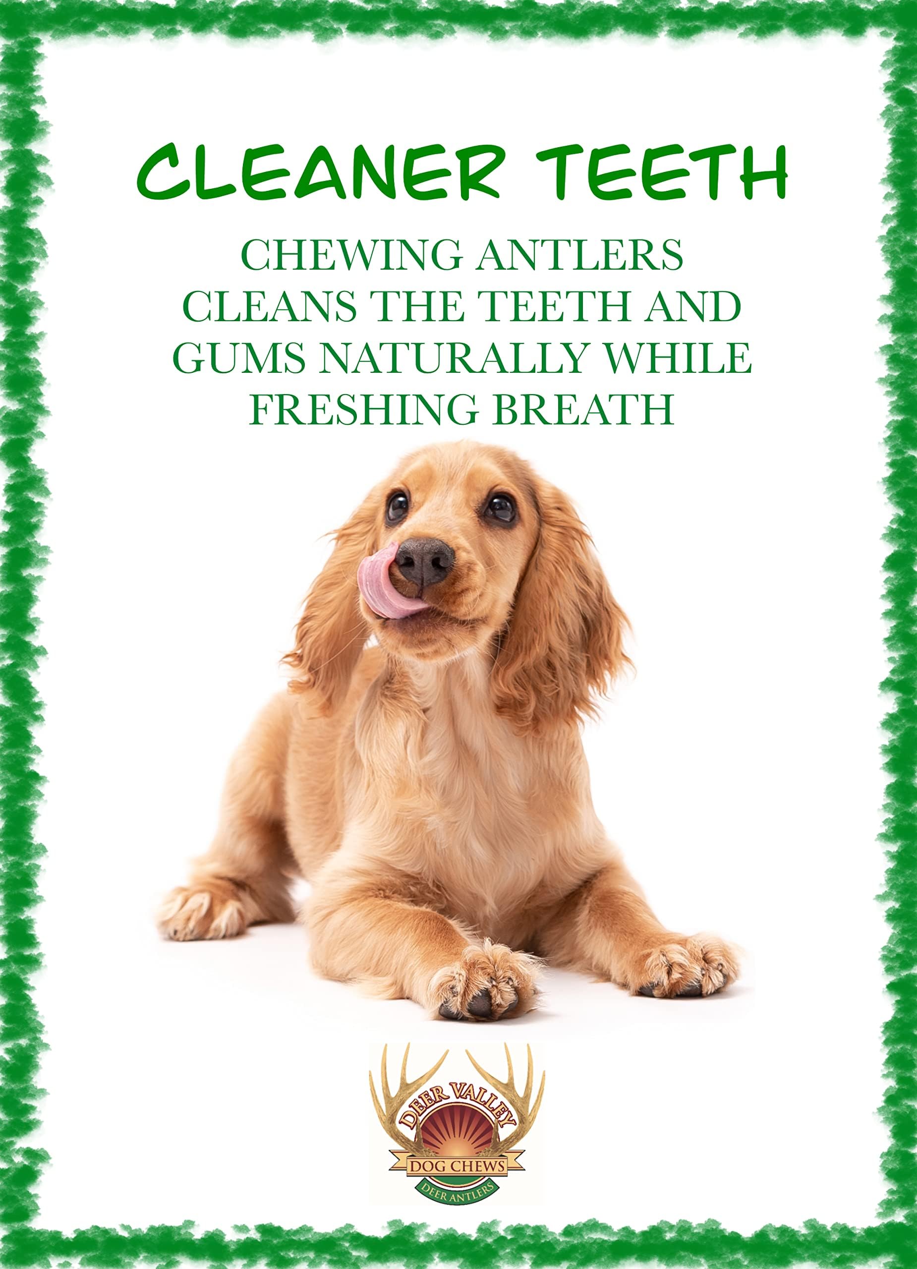 Premium Deer Antler Dog Chews (Large 3 Pack, 6-7 Inches) - Natural, Long-Lasting Dog Chew Toy for Medium to Large Breeds - Ethically-Sourced & Irresistible - Perfect for Teething, Dental Health & Aggressive Chewers