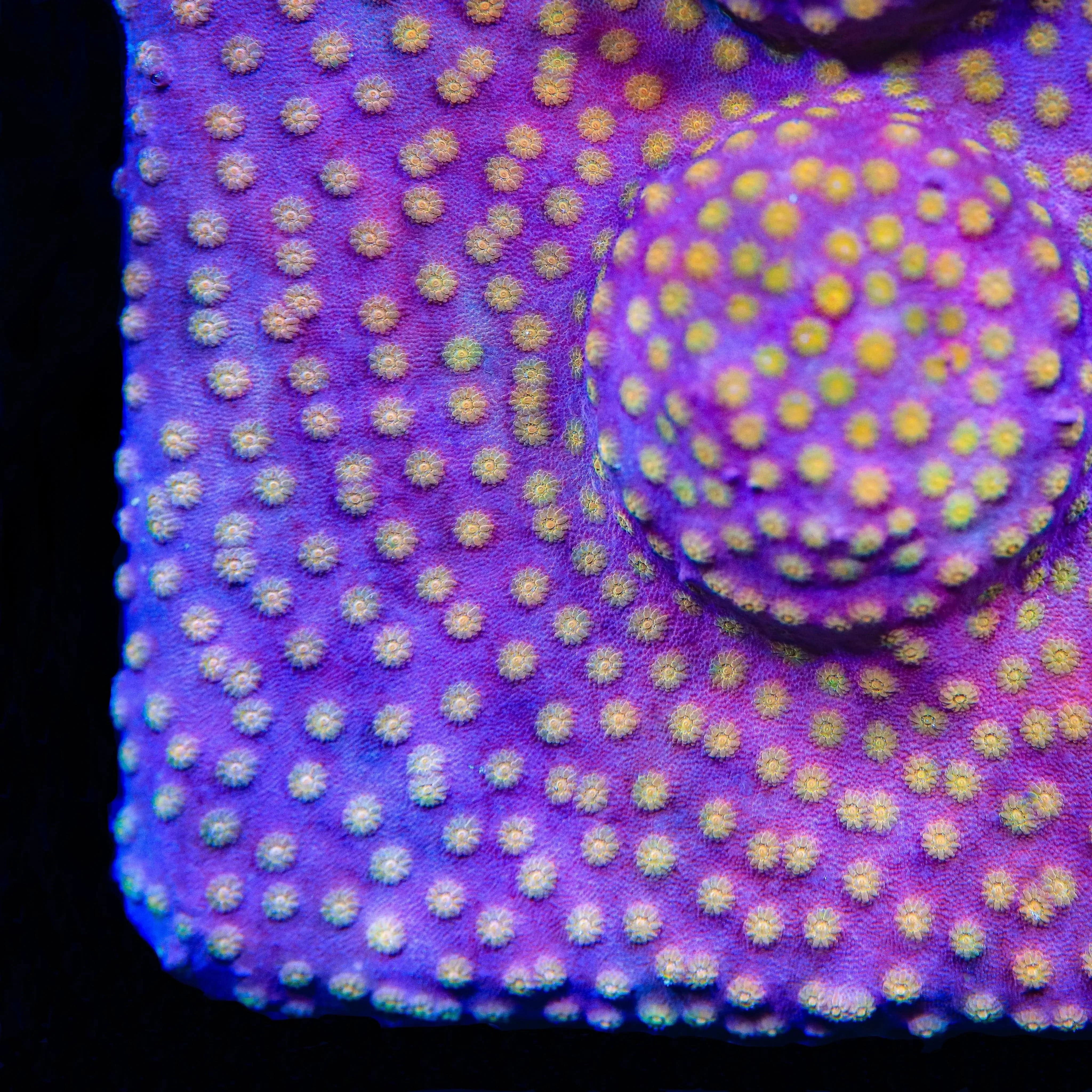ACI Sunrise Cyphastrea Coral - Vibrant Saltwater Aquarium Coral for Reef Tanks | Perfect for Beginners & Advanced Hobbyists | Enhances Marine Biodiversity & Tank Aesthetics
