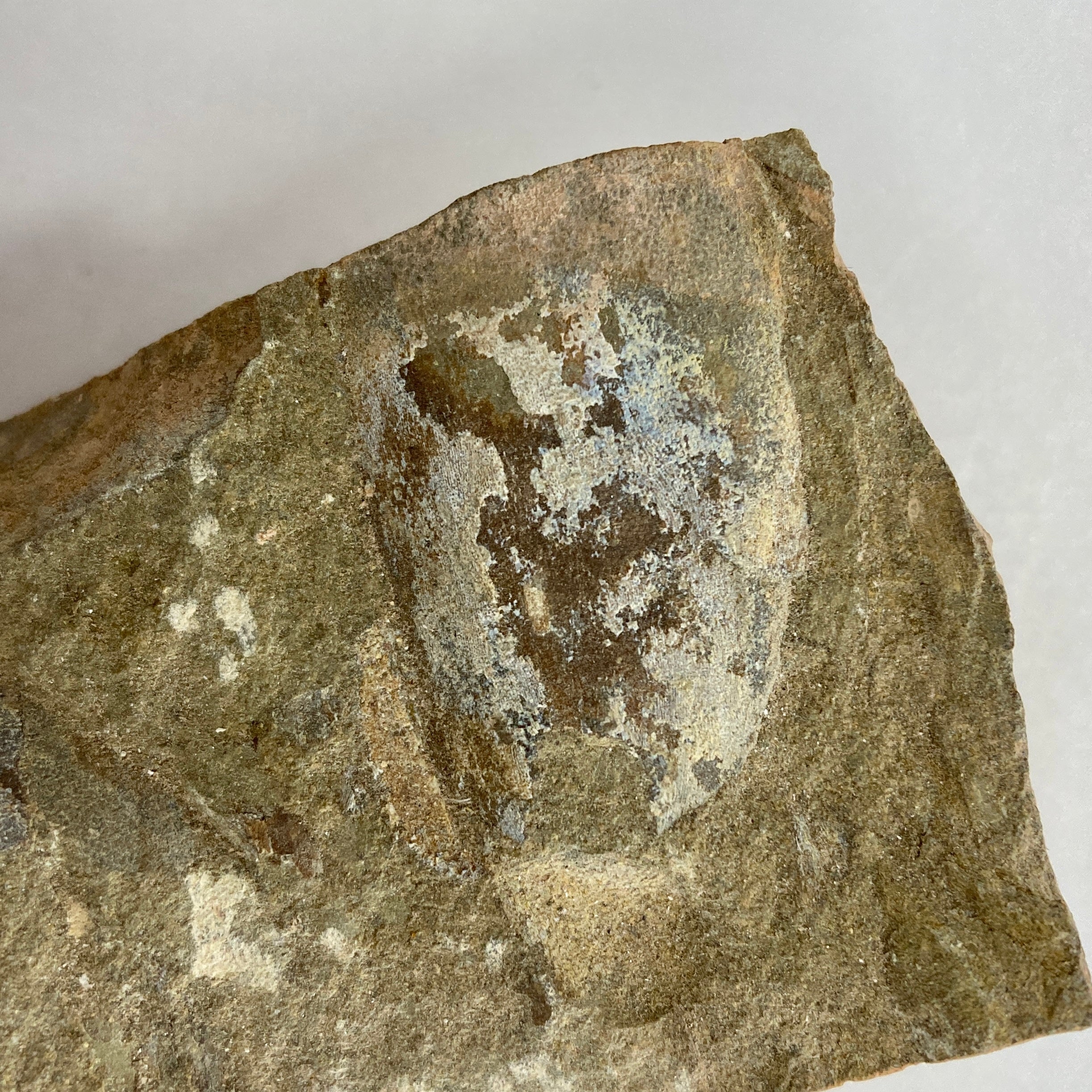 Jawless Fish (Cyathaspidida) - Prehistoric Fossil Specimen for Collectors, Paleontology Enthusiasts & Science Education | Perfect for Display, Research & Classroom Learning