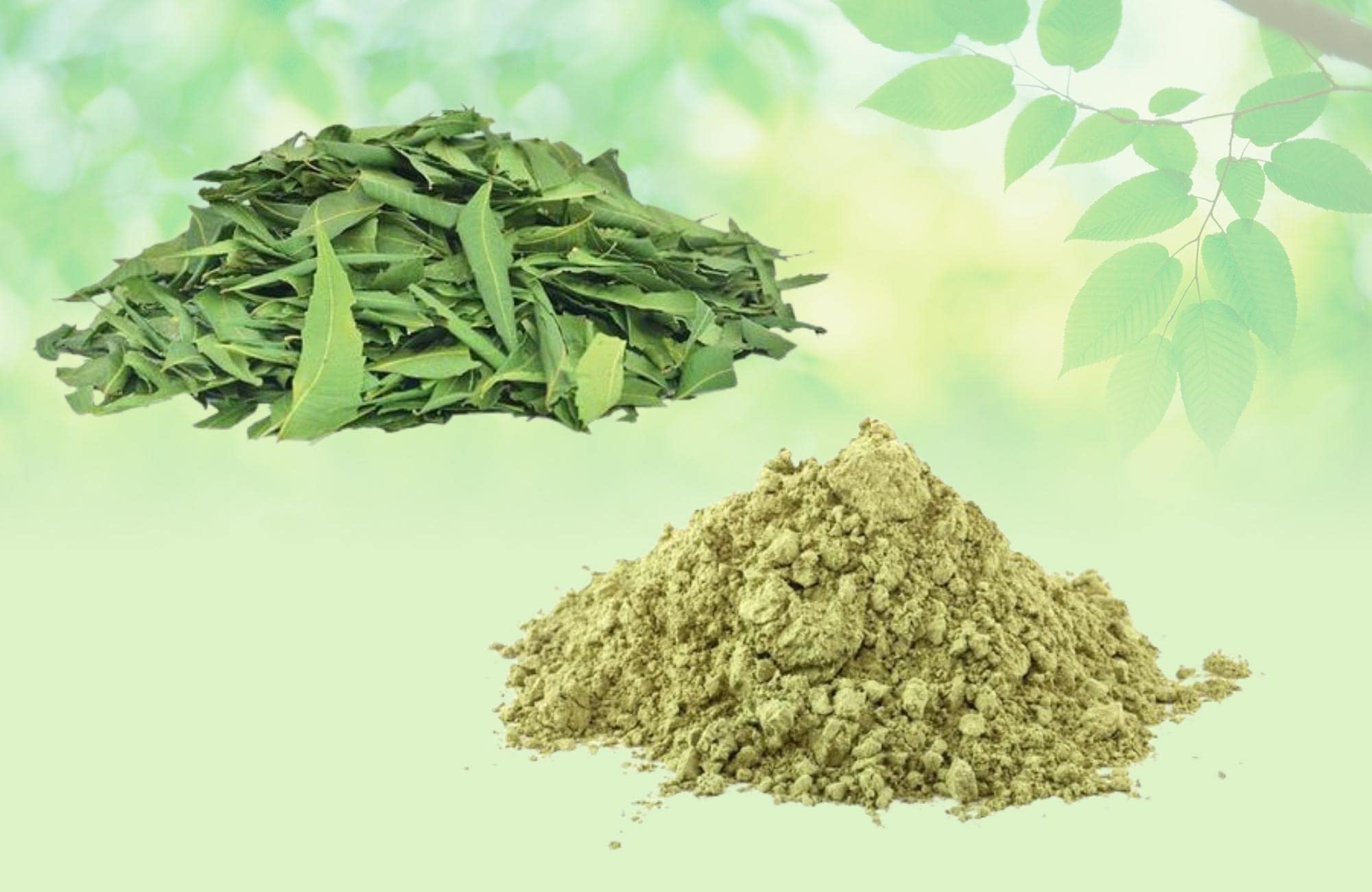 Organic Neem Leaves Powder (Azadirachta Indica) - 250g | Raw Herbal Supplement for Skin Care, Hair Growth & Detox | Natural Ayurvedic Jadi Booti for Tea, Face Masks & Wellness Rituals