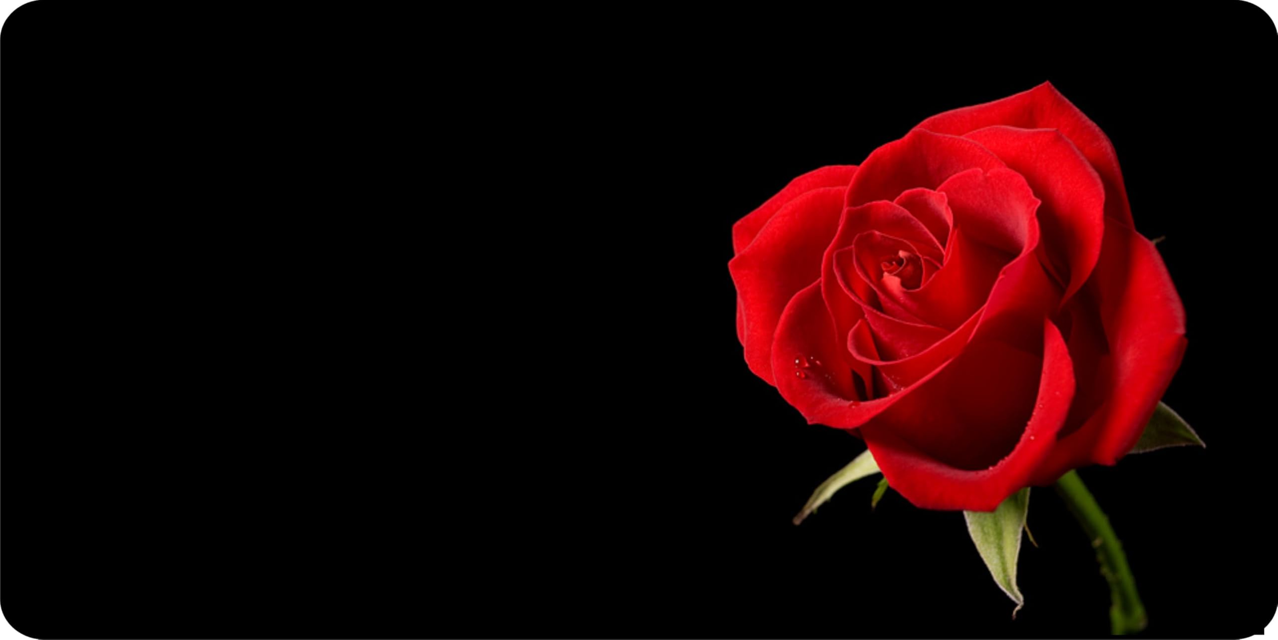 Personalized Red Rose Offset Photo License Plate - Custom Name & Design for Cars, Trucks, and Motorcycles - Perfect Gift for Anniversaries, Weddings & Special Occasions