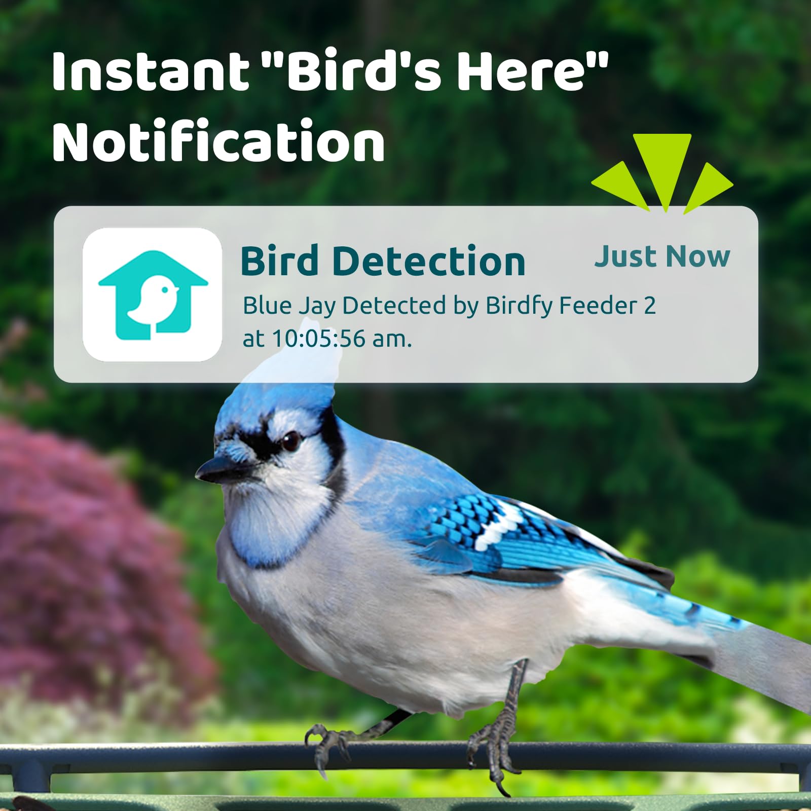 Birdfy 2 Smart Bird Feeder with Camera - Solar Powered Wireless Bird Watching Camera, Auto Video Capture & Motion Detection - Perfect Gift for Bird Lovers & Backyard Wildlife Observation