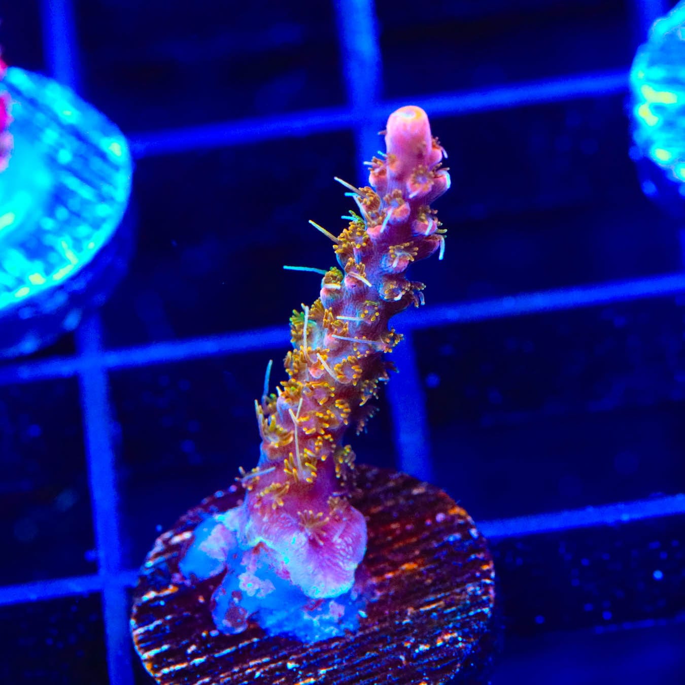 Premium CC Voodoo Majick Acropora Coral for Saltwater Aquariums – Vibrant Live Coral for Reef Tanks & Marine Aquascaping