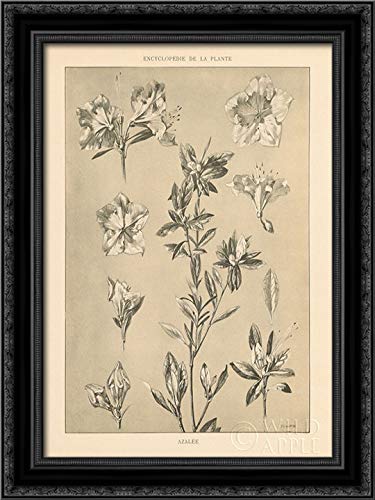 Canvas Art in a Black Ornate Wood Frame