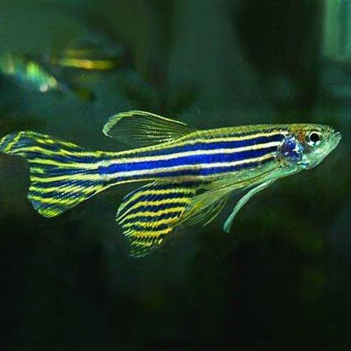 Long Fin Zebra Danio (Brachydanio rerio) - Beautiful Freshwater Aquarium Fish for Home or Office Tanks