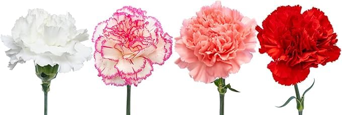 FlowerPrime 100 Fresh Red Carnations - Natural Cut Valentine's Day Flowers for Bouquets, Centerpieces & Romantic Gifts | Perfect for Weddings, Anniversaries & Special Occasions
