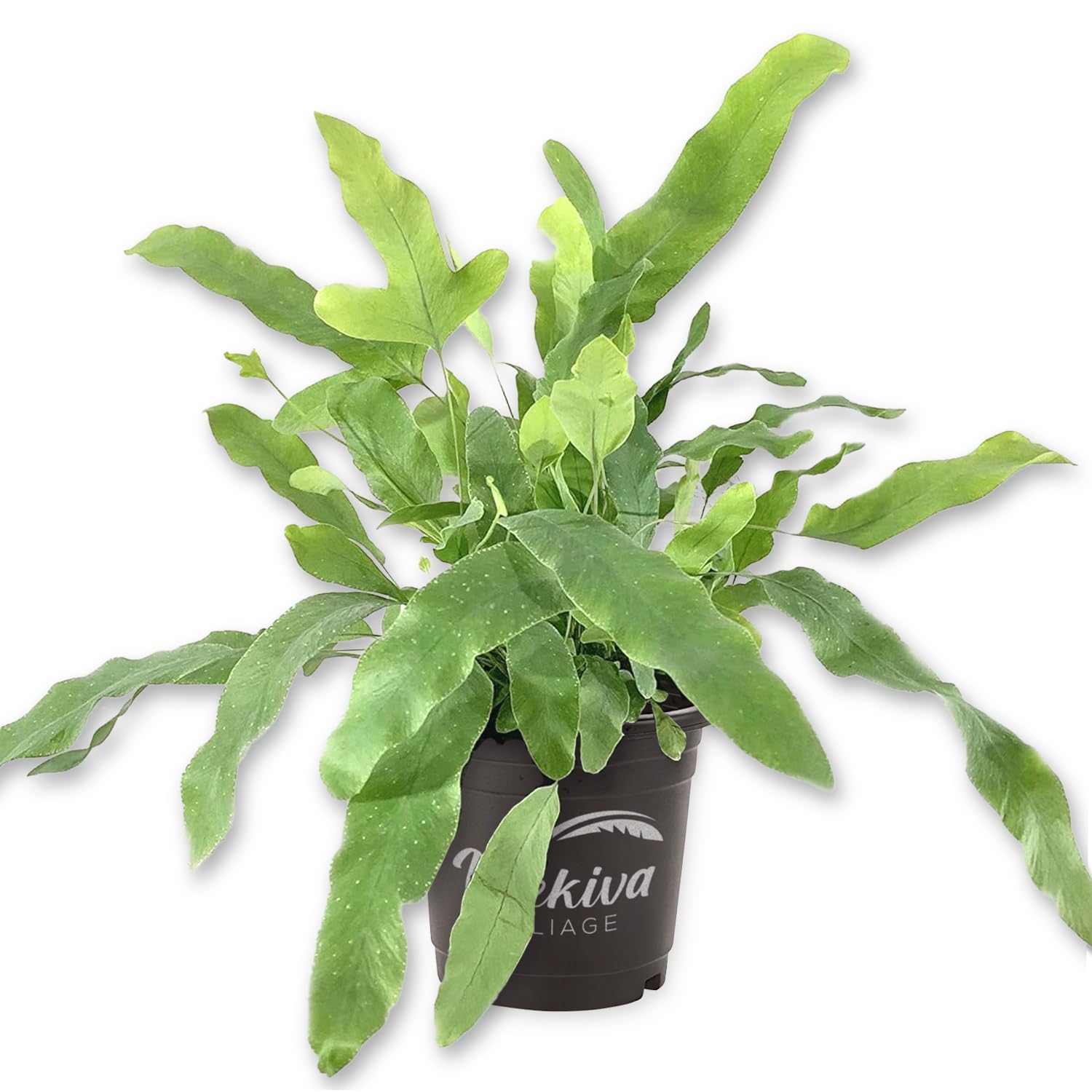 Blue Star Fern - 3 Live Plants in 4 Inch Pots - Phlebodium Aureum - Air Purifying Indoor Houseplant for Home, Office & Bathroom Decor - Easy Care Low Light Fern for Beginners