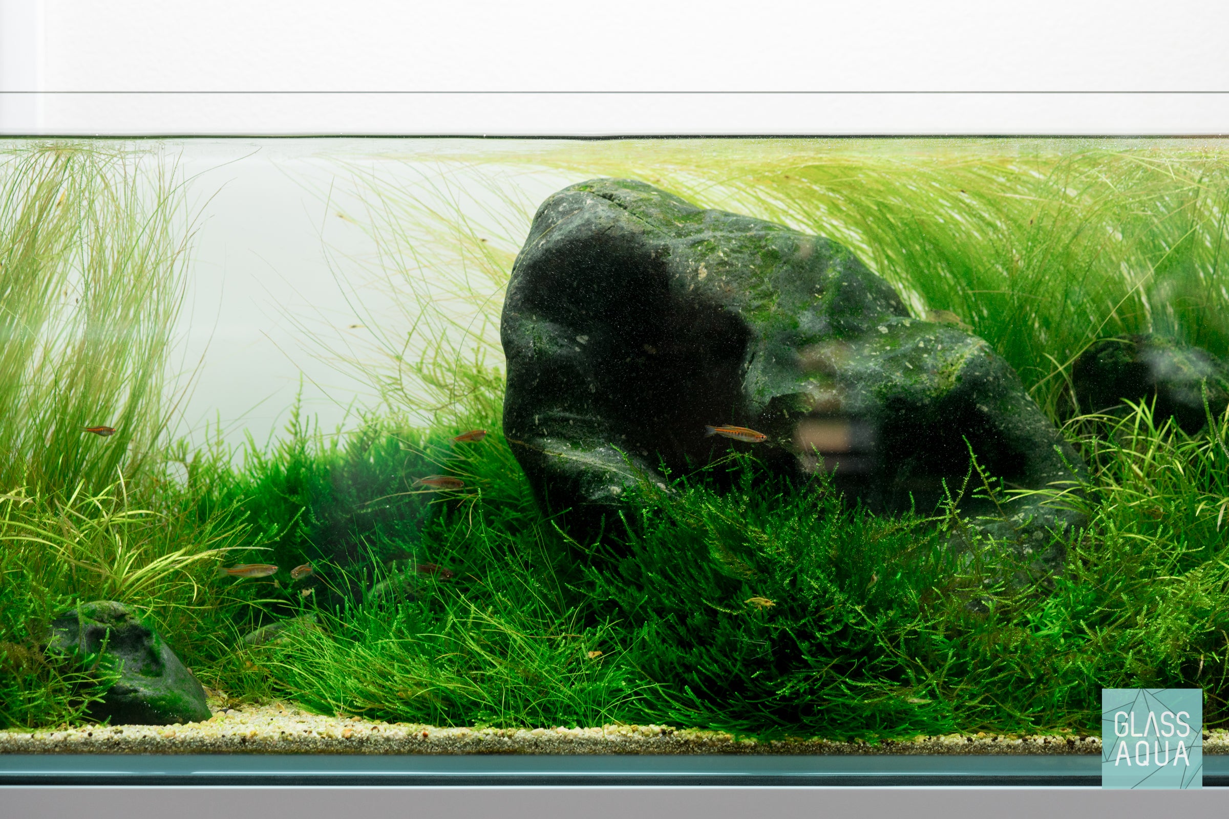 Premium Taiwan Moss for Aquarium Plants - Live Aquatic Moss for Shrimp Tanks, Terrariums & Aquascaping - Natural Decoration for Fish Tanks & Nano Aquariums
