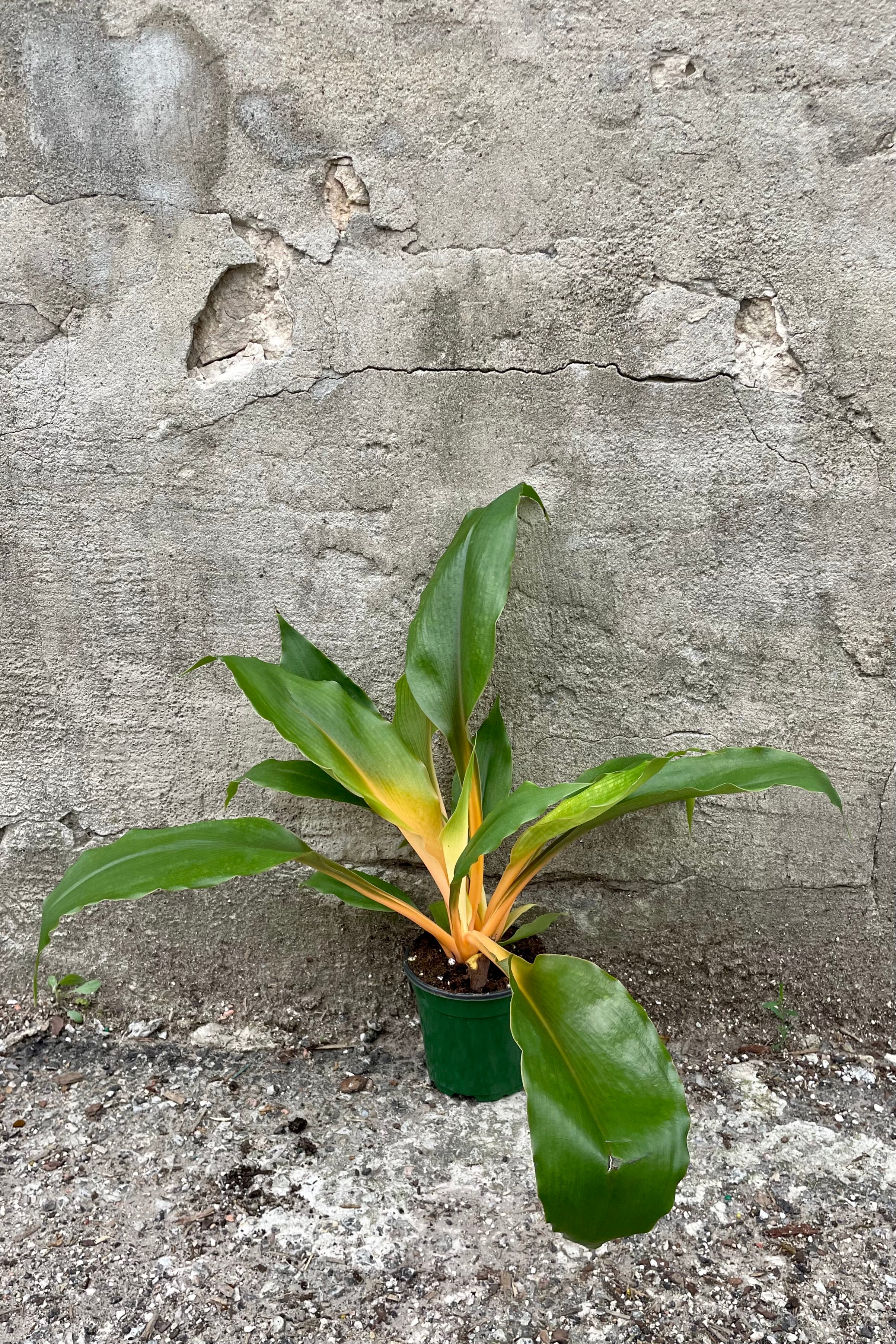 Fire Flash Spider Plant (Chlorophytum amaniense) - 4