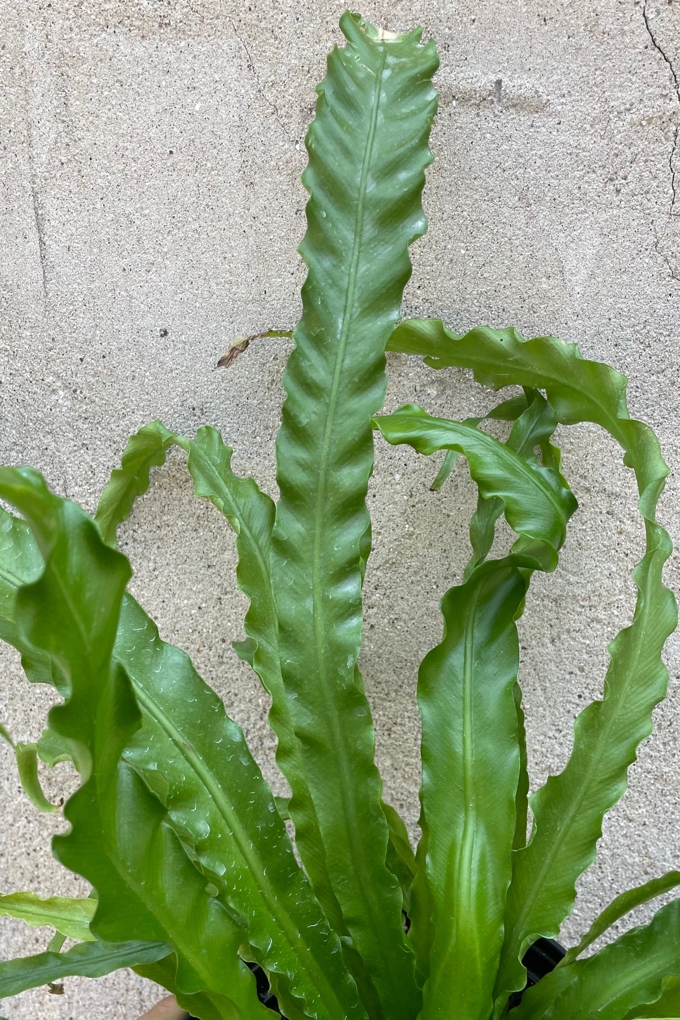 Asplenium Antiquum 'Victoria' - 6