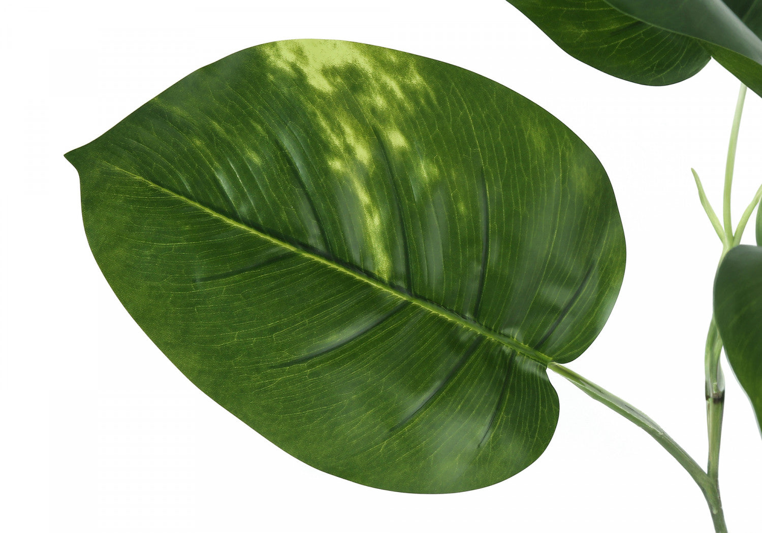 54 Inch Dieffenbachia Plant with 6 Inch Black Pot - Large Tropical Houseplant for Home, Office & Indoor Decor