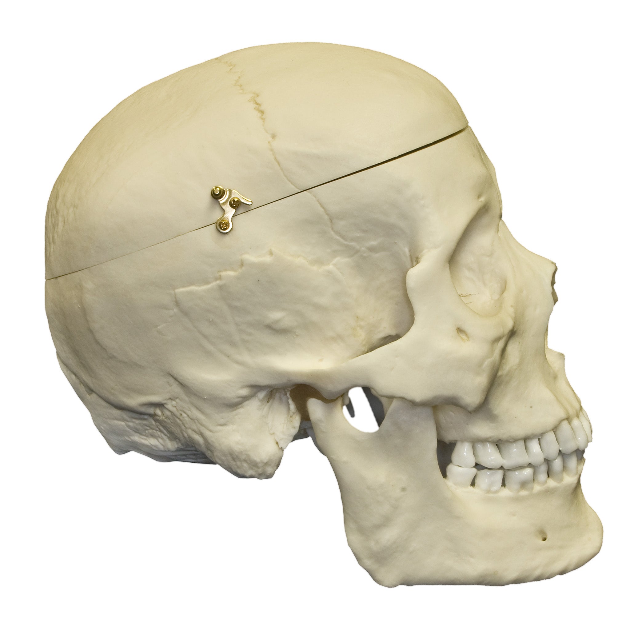 Realistic Human Skull Model with Detachable Brain & Display Stand - Anatomical Asian Male Skull Replica for Medical Study, Halloween Decor, and Science Education