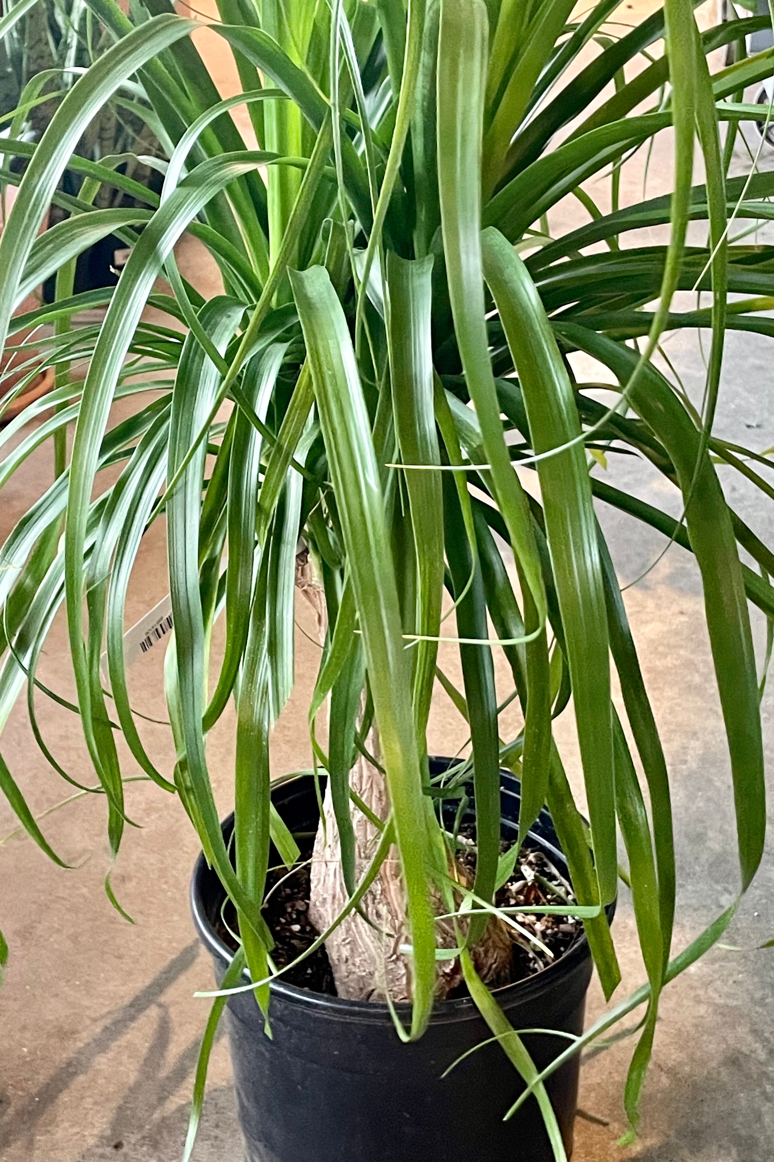 Beaucarnea Recurvata Ponytail Palm - 10 Inch Stump - Low Maintenance Indoor Houseplant for Home, Office, and Garden Decor