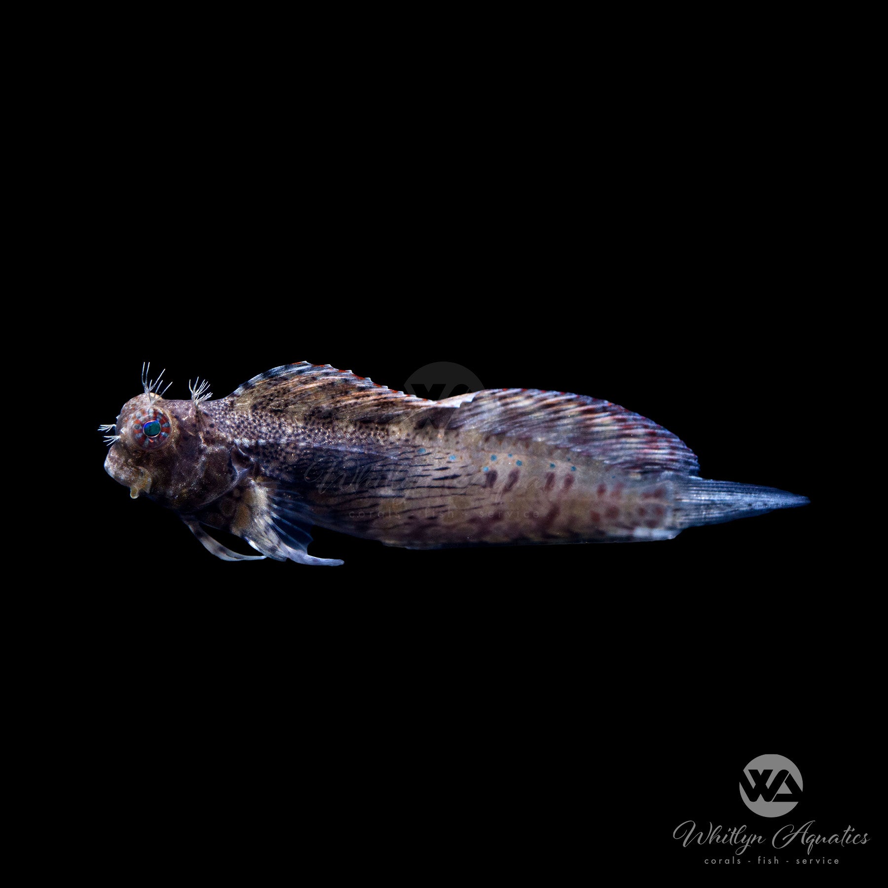 Lawnmower Algae Blenny (Salarias fasciatus) - Saltwater Aquarium Cleaner Fish for Reef Tanks & Algae Control | Perfect for Marine Tank Maintenance
