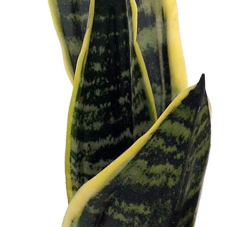 9GreenBox Superba Robusta Snake Plant (Sansevieria) - 4