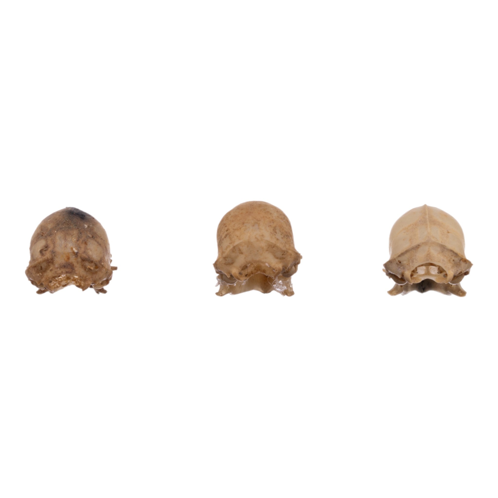 Authentic Seba's Short-Tailed Bat Skull Specimen - Real Bone Taxidermy for Science & Collectors | Perfect for Halloween Decor, Gothic Display & Biology Education