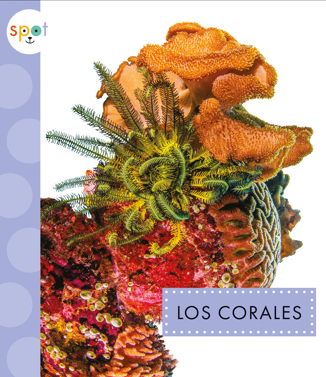 Premium Coral Decor for Home & Office | Natural Coral Reef Ornaments for Aquariums & Terrariums | Perfect for Marine Life Enthusiasts & Interior Design