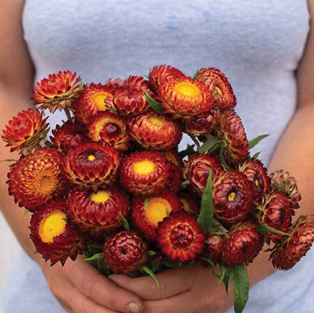 David's Garden Seeds Strawflower Copper Red 100 Seeds - Non-GMO Heirloom Flower Seeds for Garden, Bouquets & Dried Flower Arrangements