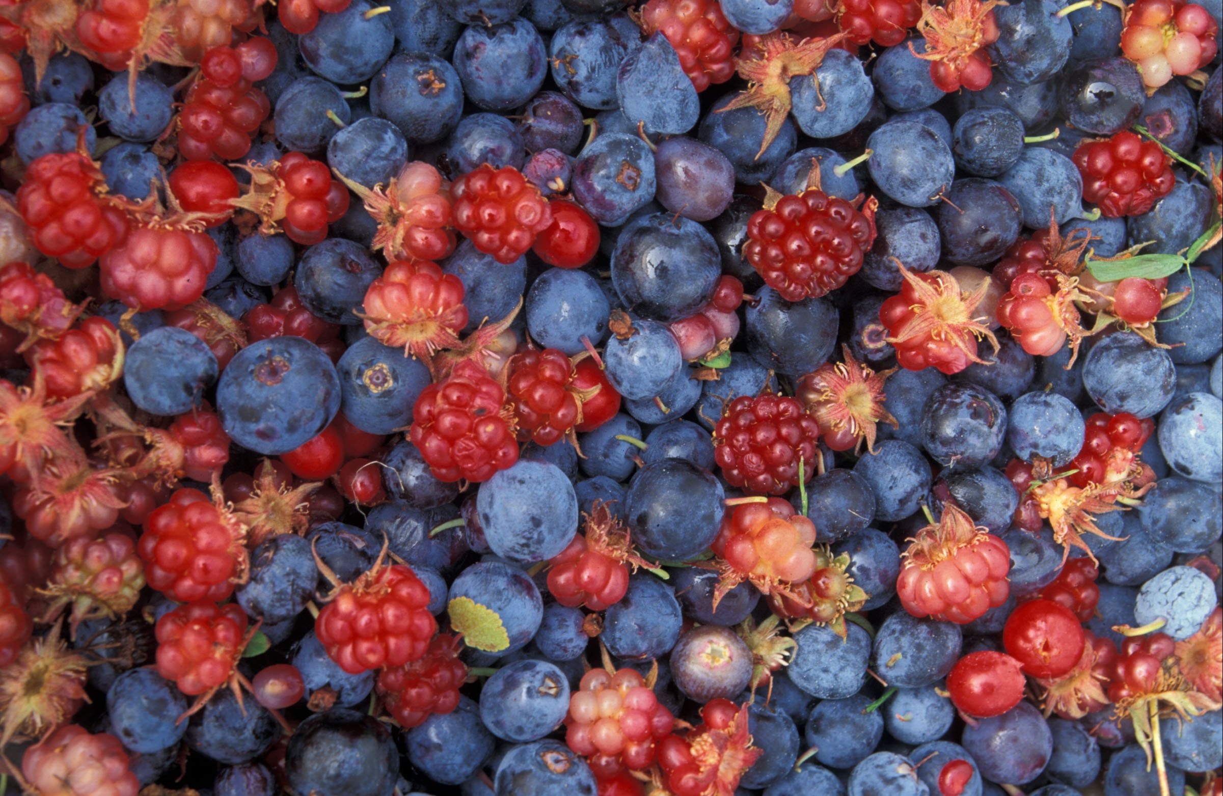 Alaska Wild Berries Poster - 12x18 Inch High-Quality Fruit Photography Wall Art for Kitchen, Dining Room & Home Decor