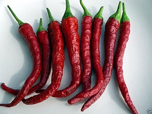 10 Kashmiri Chili Pepper Seeds - Famous Indian Paprika for Cooking & Gardening - Rare Heirloom Variety for Spicy Dishes, Sauces & Homegrown Peppers