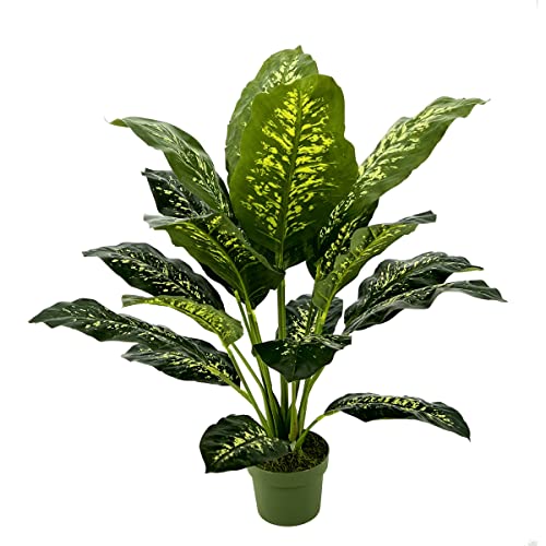 Dieffenbachia