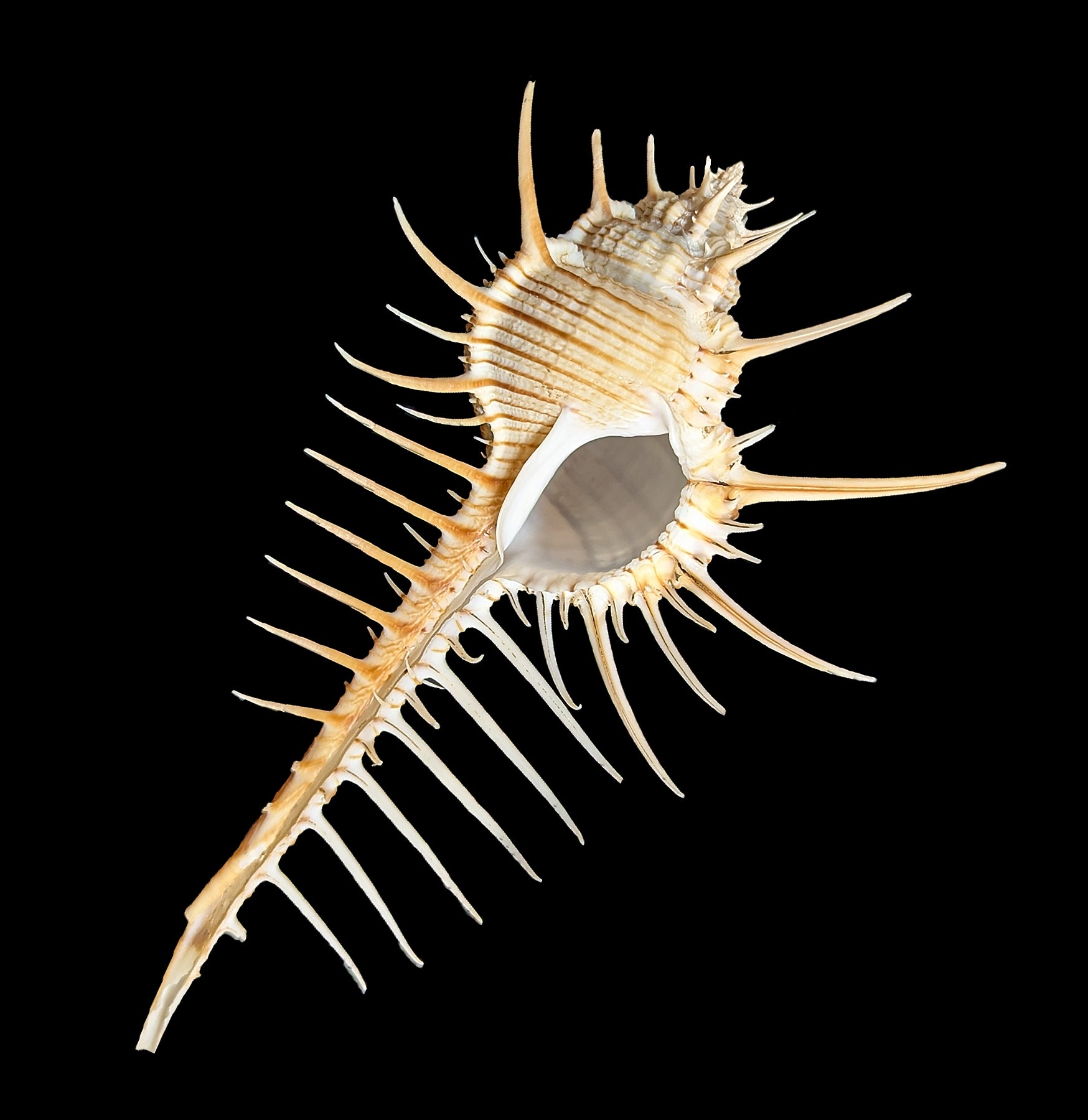 Venus Comb Murex Shell | Rare Seashell Collector's Item | Perfect for Beach Decor, Aquarium Display & Coastal Home Decor