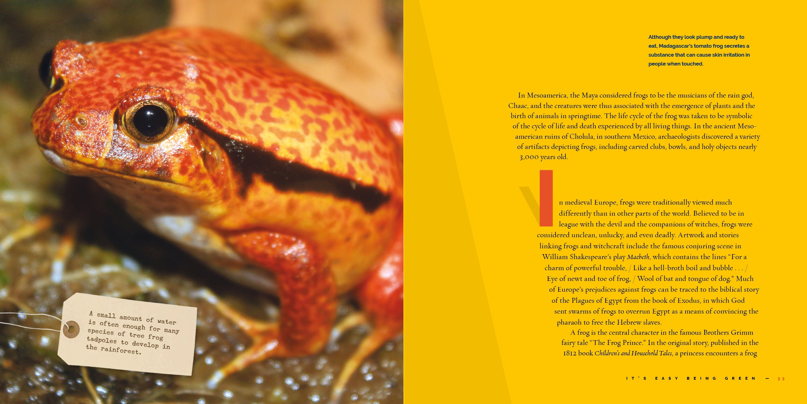 Frogs - 9781640267831 | Educational Book About Frogs for Kids & Adults | Perfect for Nature Lovers, Classroom Learning & Homeschooling