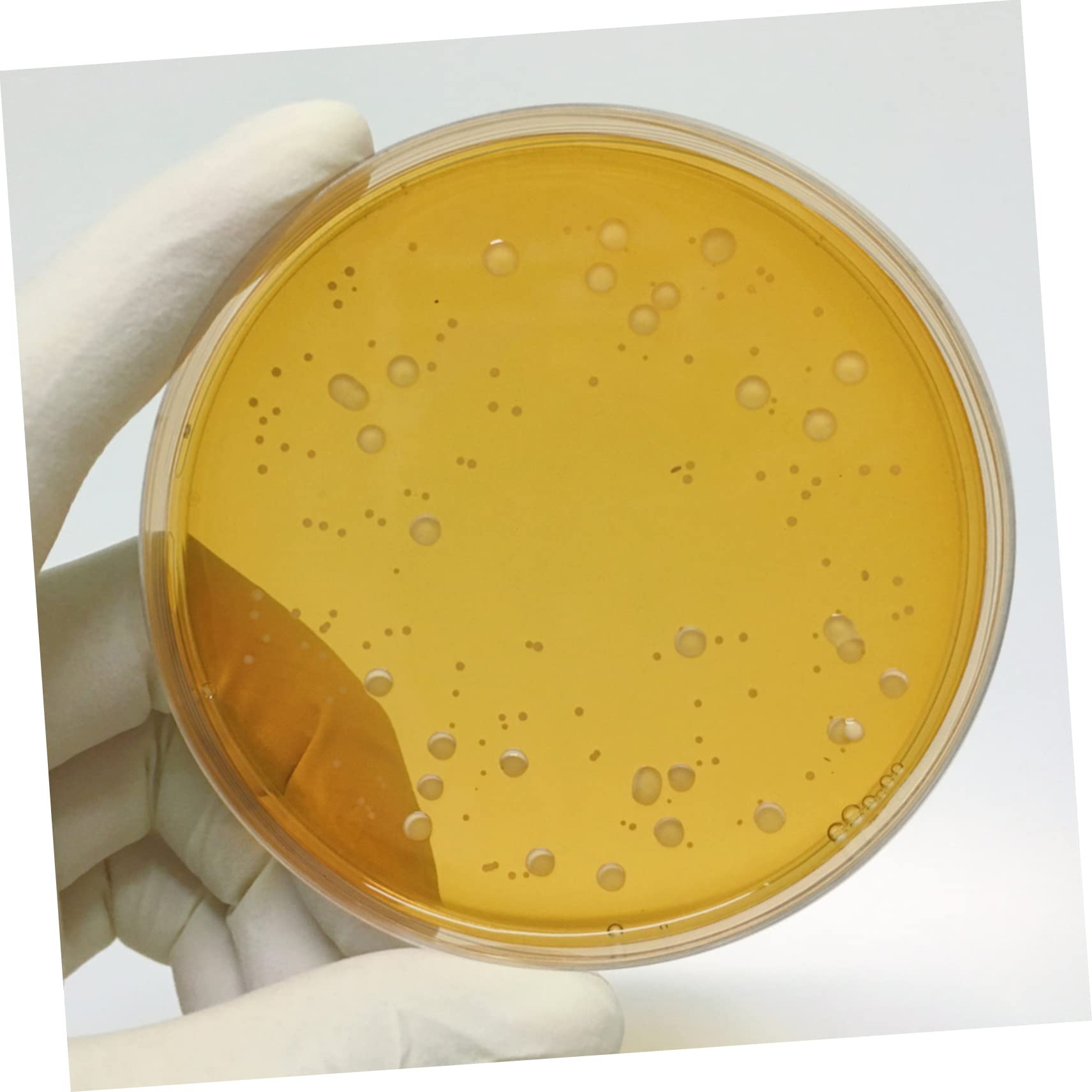 10pcs Nutrient Agar Petri Dishes - Borosilicate Glass Lab Plates for Microbiology Experiments | Perfect for Bacterial Cultures, Science Classrooms & DIY Biology Projects