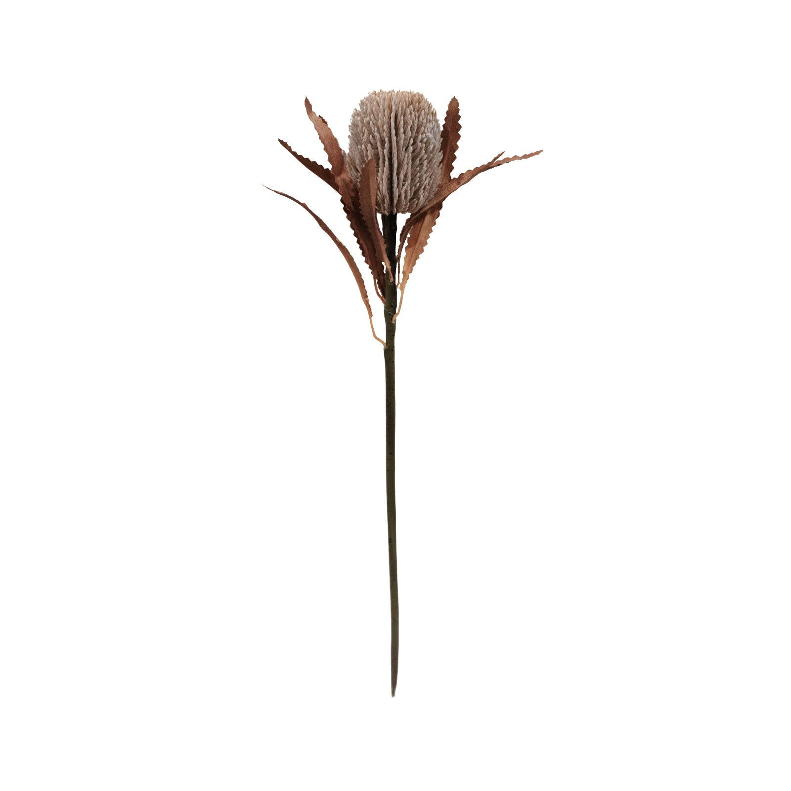 Premium Artificial Sand Banksia Flowers - 70cm Realistic Fake Native Australian Blooms for Home Decor, Wedding Centerpieces & Floral Arrangements