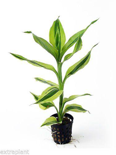 Lucky Bamboo Plant (Dracaena Sanderiana) in Decorative Pot - Feng Shui Indoor Houseplant for Home Office Decor, Gift & Good Luck Charm