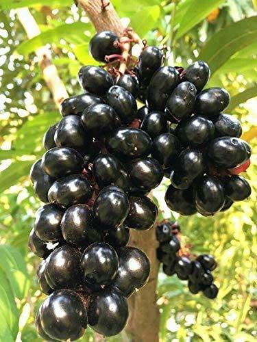 Syzygium Cumini (Jambolan/Java Plum/Black Plum/Jamun) Tropical Fruit Live Plant - 1 Healthy Starter Plant for Home Garden, Edible Landscaping & Exotic Fruit Cultivation
