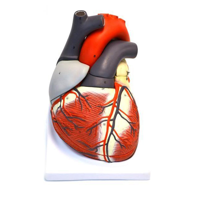 Giant Heart Model - 2X Life Size 7-Part Human Heart Anatomy for Medical Education & Classroom Demonstrations | Perfect for Doctors, Students & Science Enthusiasts